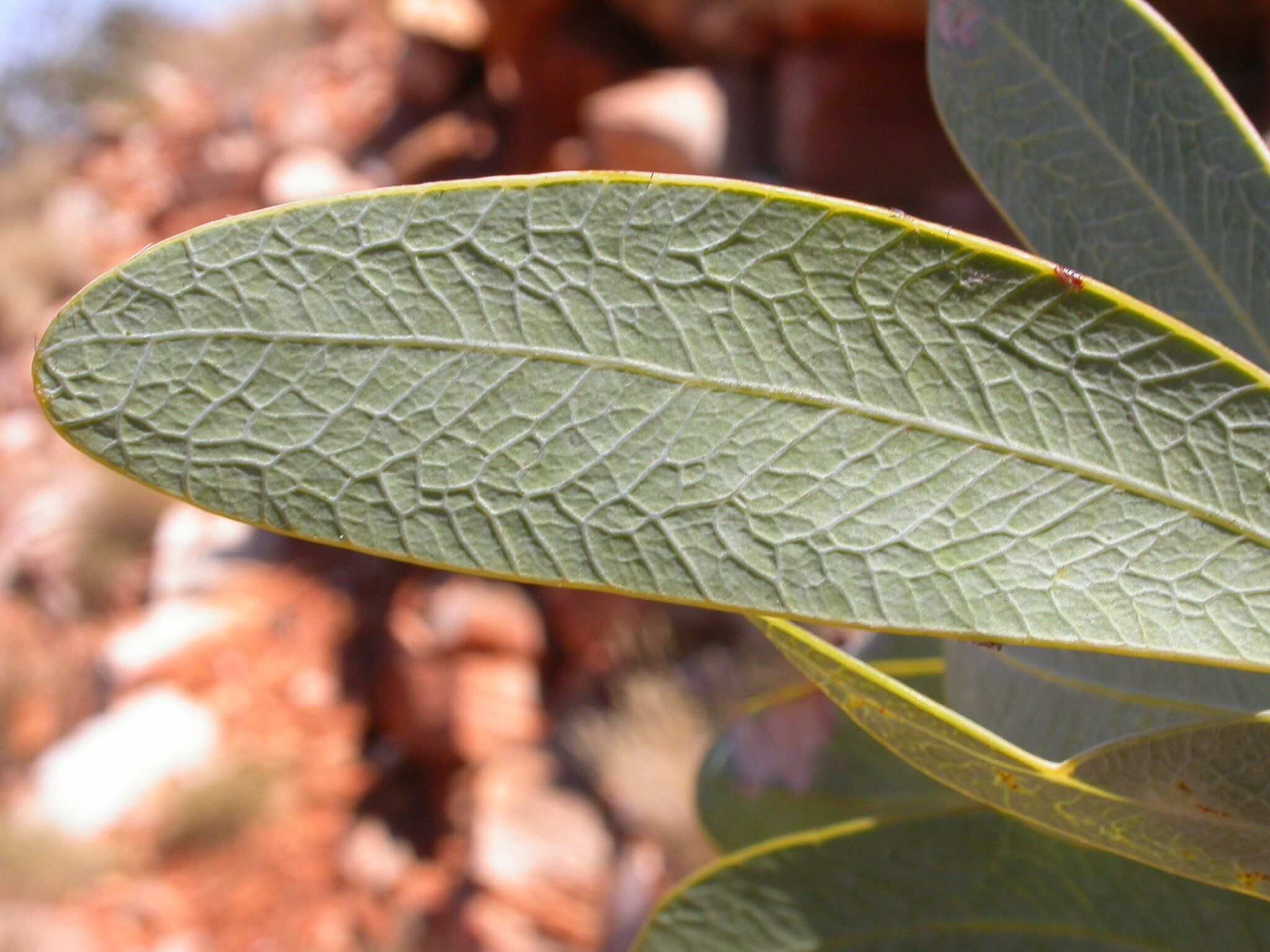 Santalum lanceolatum
