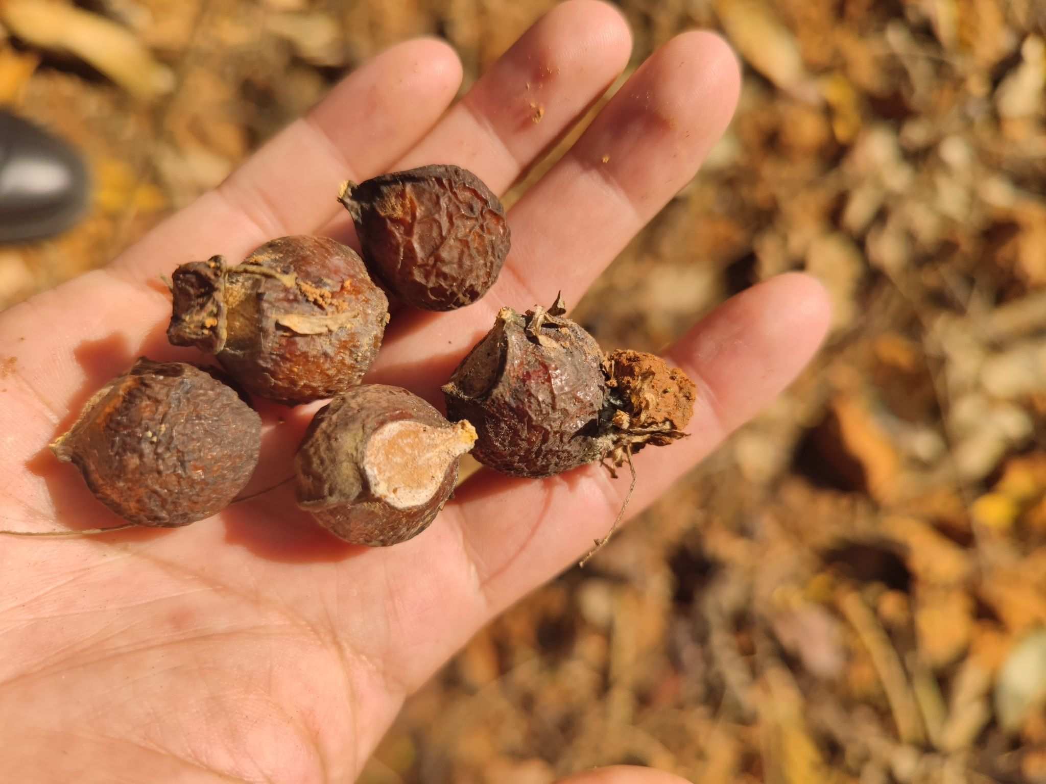 Sapindus rarak