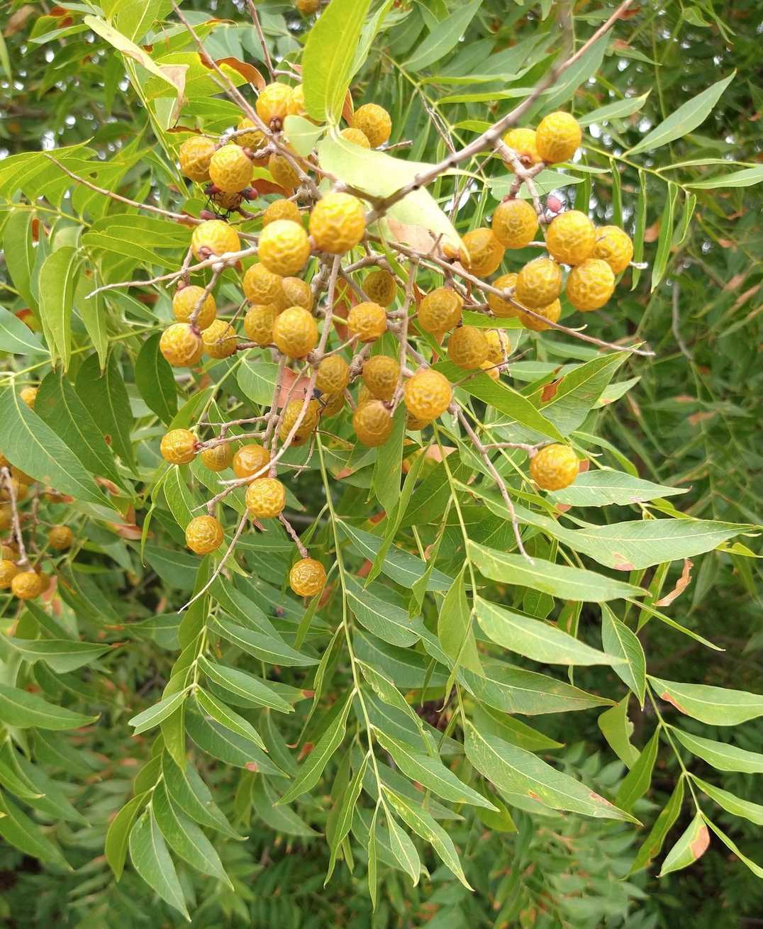 Sapindus saponaria