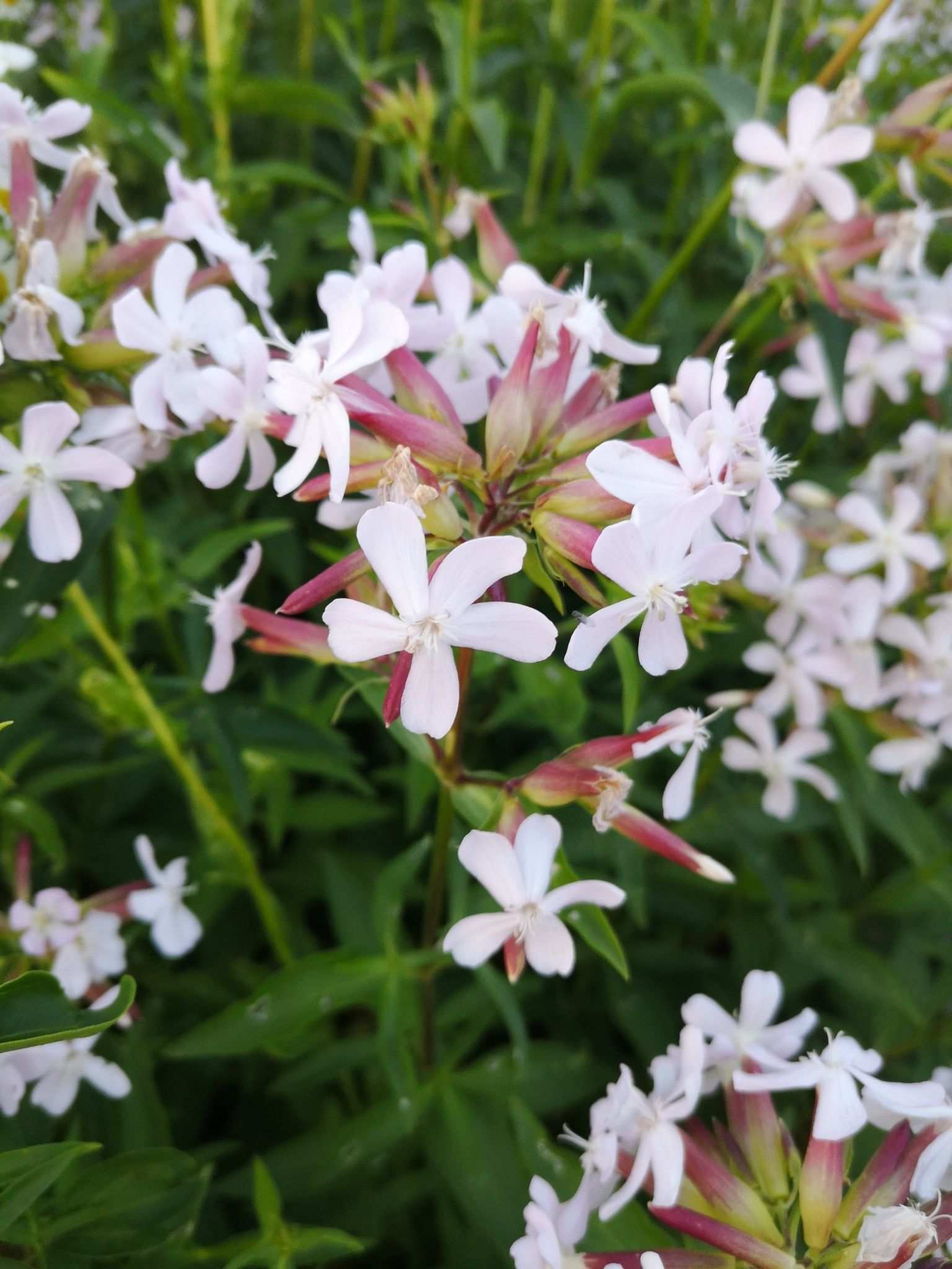 Saponaria officinalis