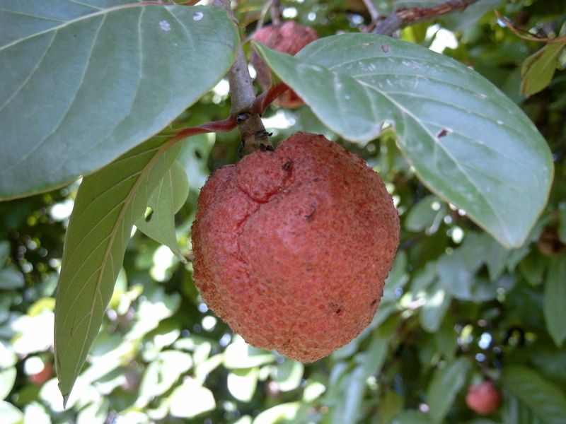 Sarcocephalus latifolius