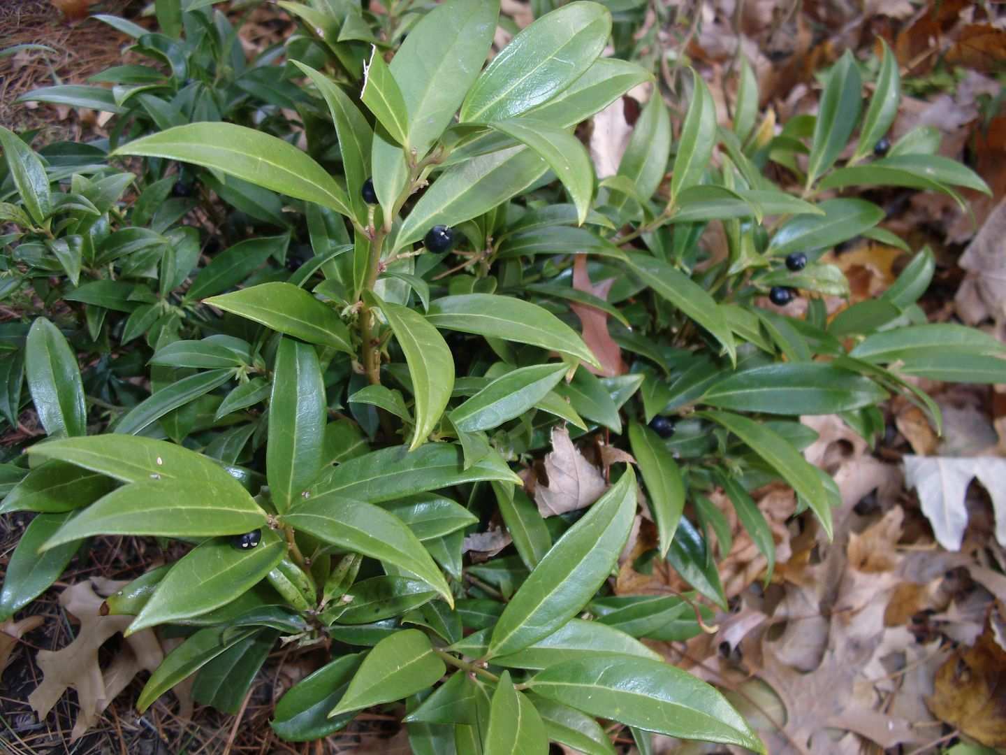Sarcococca