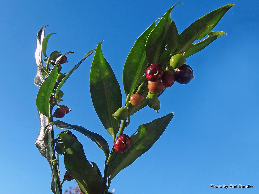 Sarcococca confusa