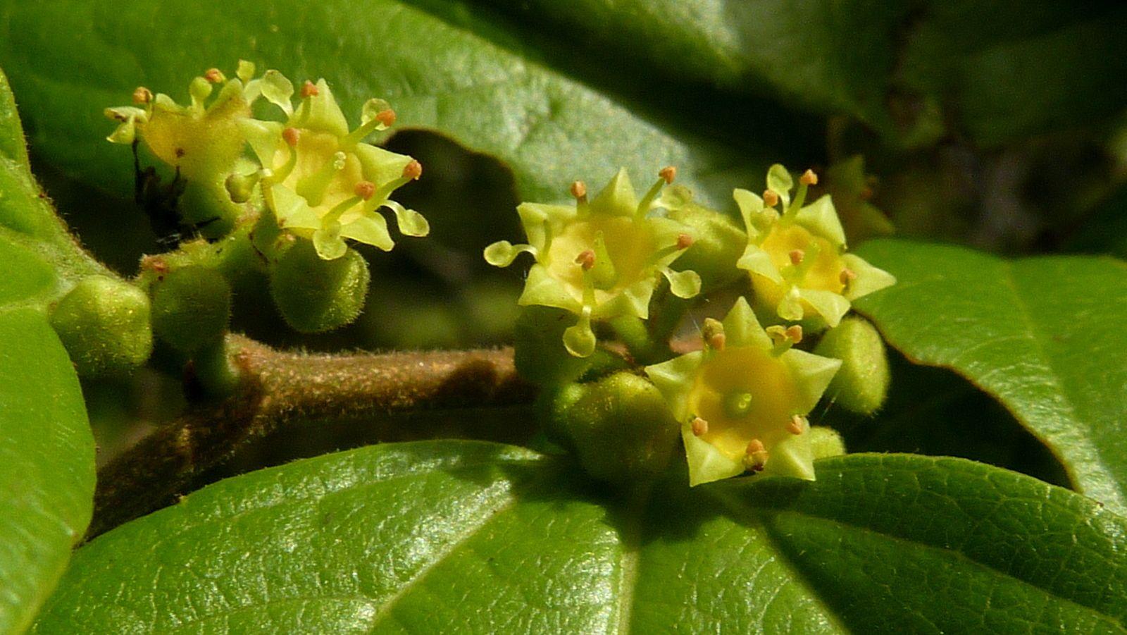 Sarcomphalus joazeiro