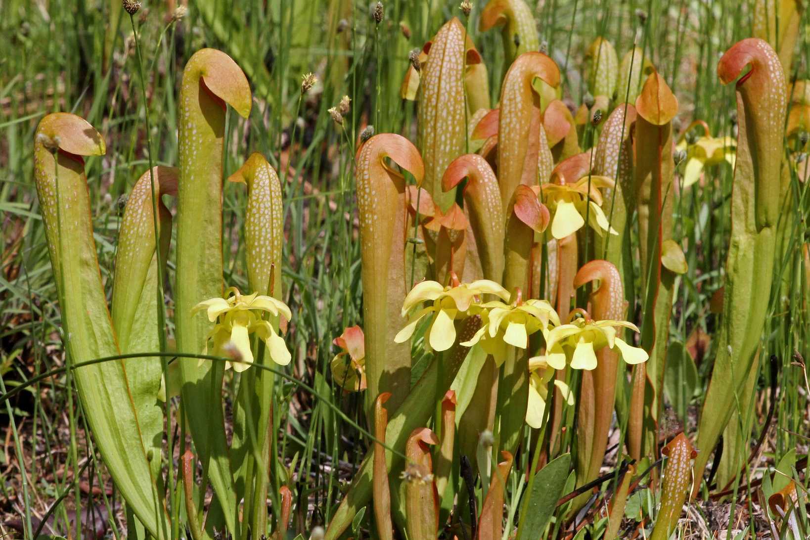 Sarracenia minor