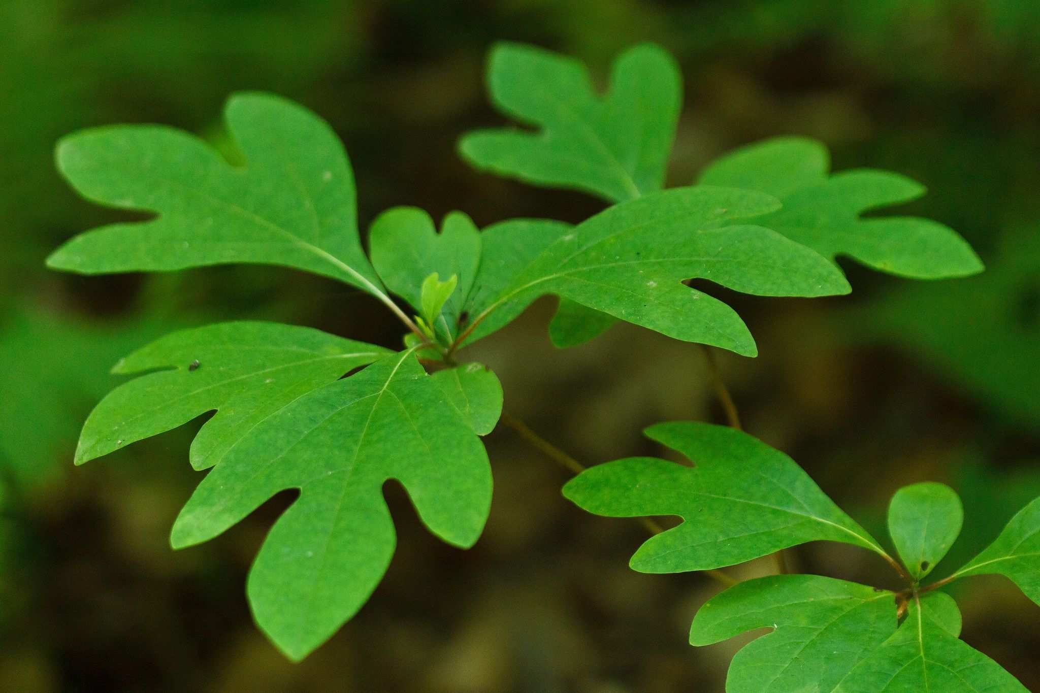 Sassafras albidum