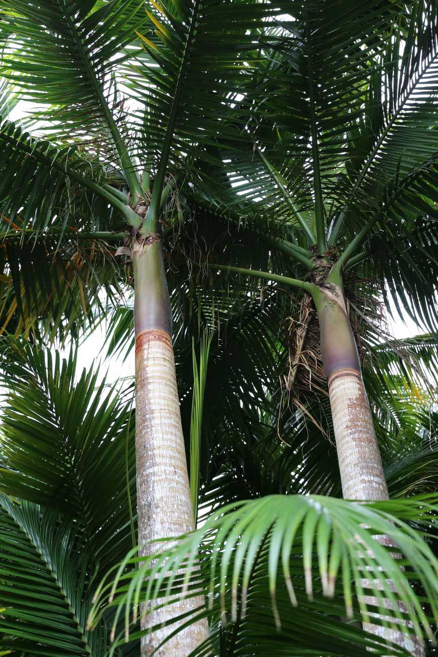 Satakentia liukiuensis