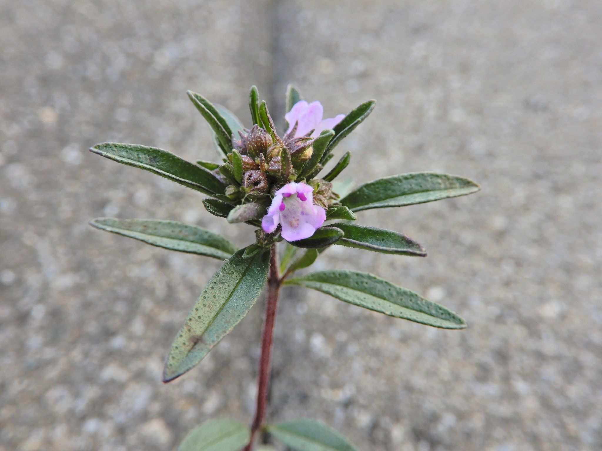 Satureja hortensis
