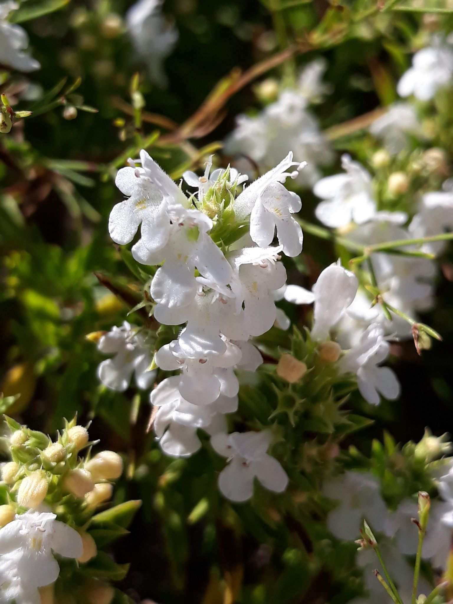 Satureja montana