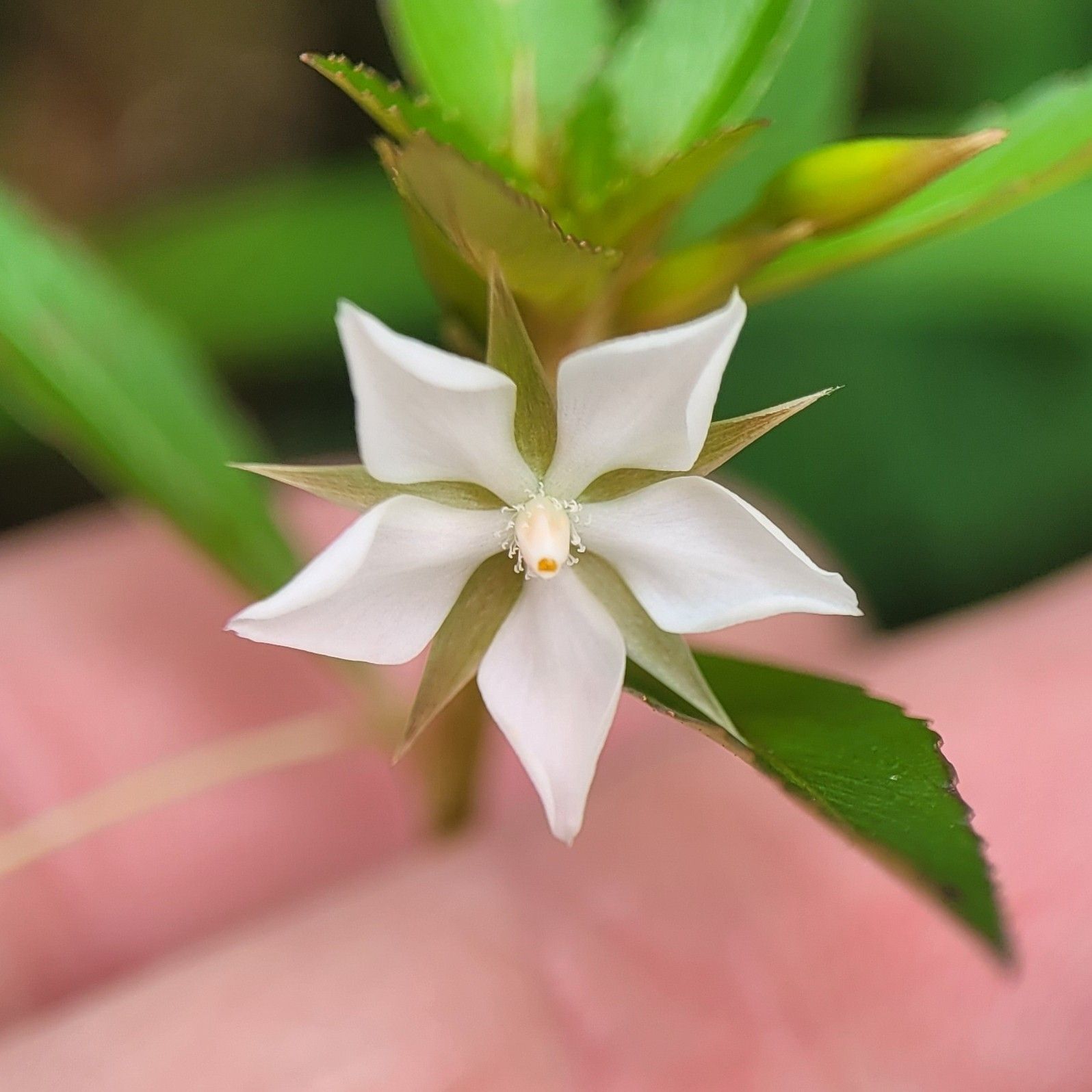 Sauvagesia erecta