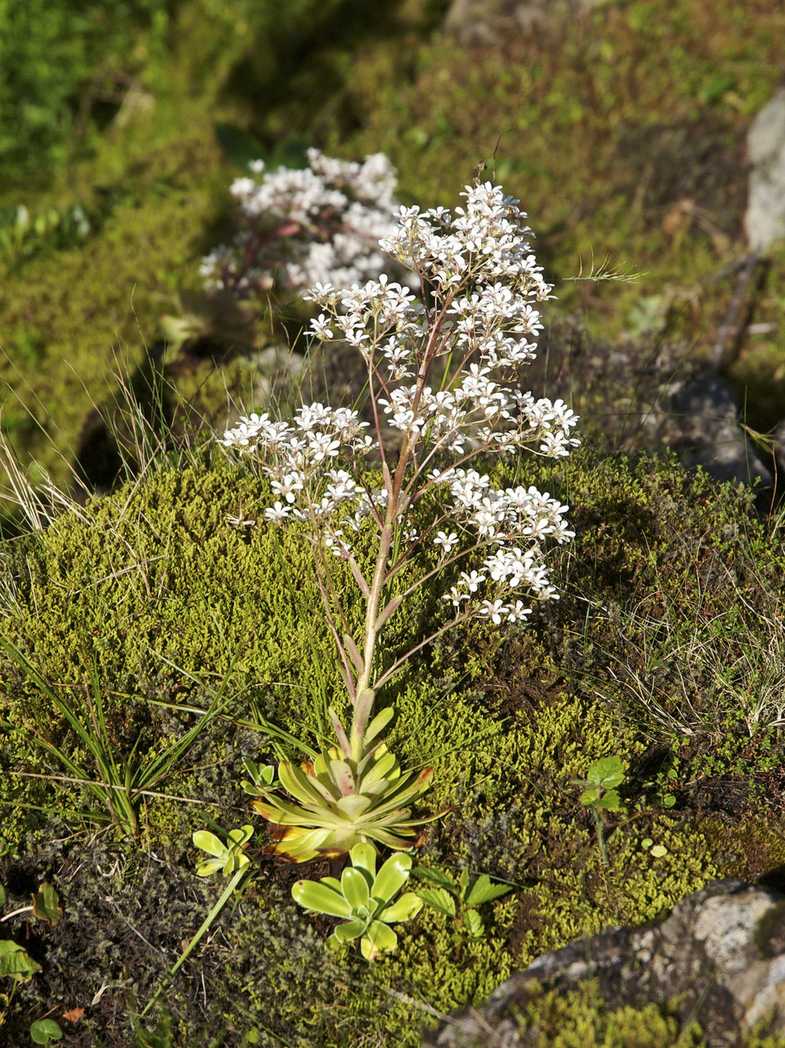 Saxifraga cotyledon