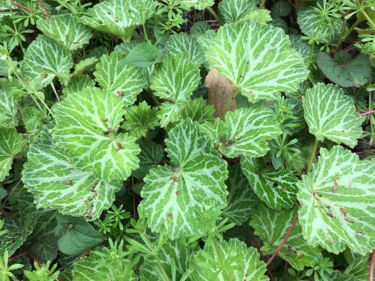 Saxifraga sarmentosa