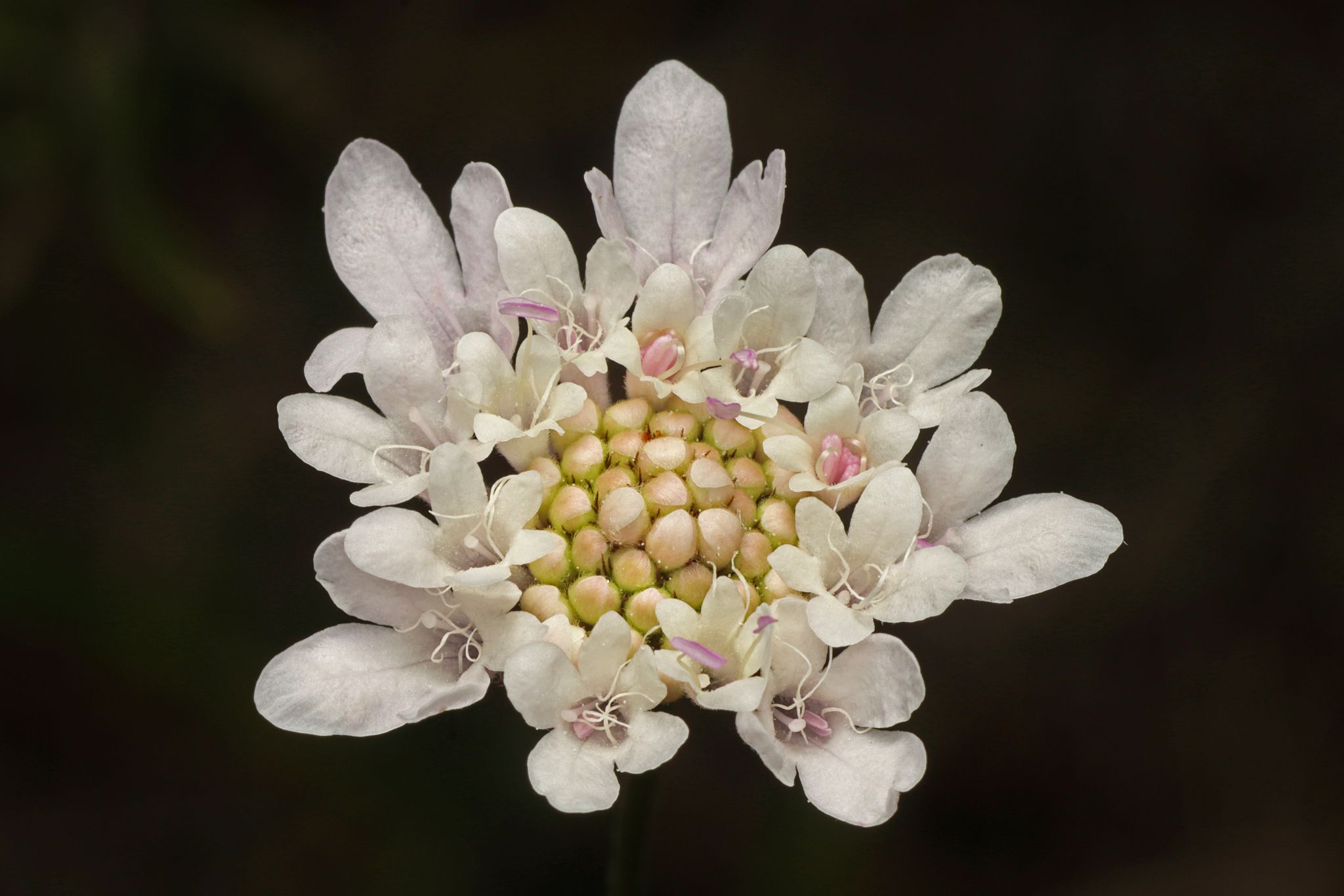 Scabiosa atropurpurea