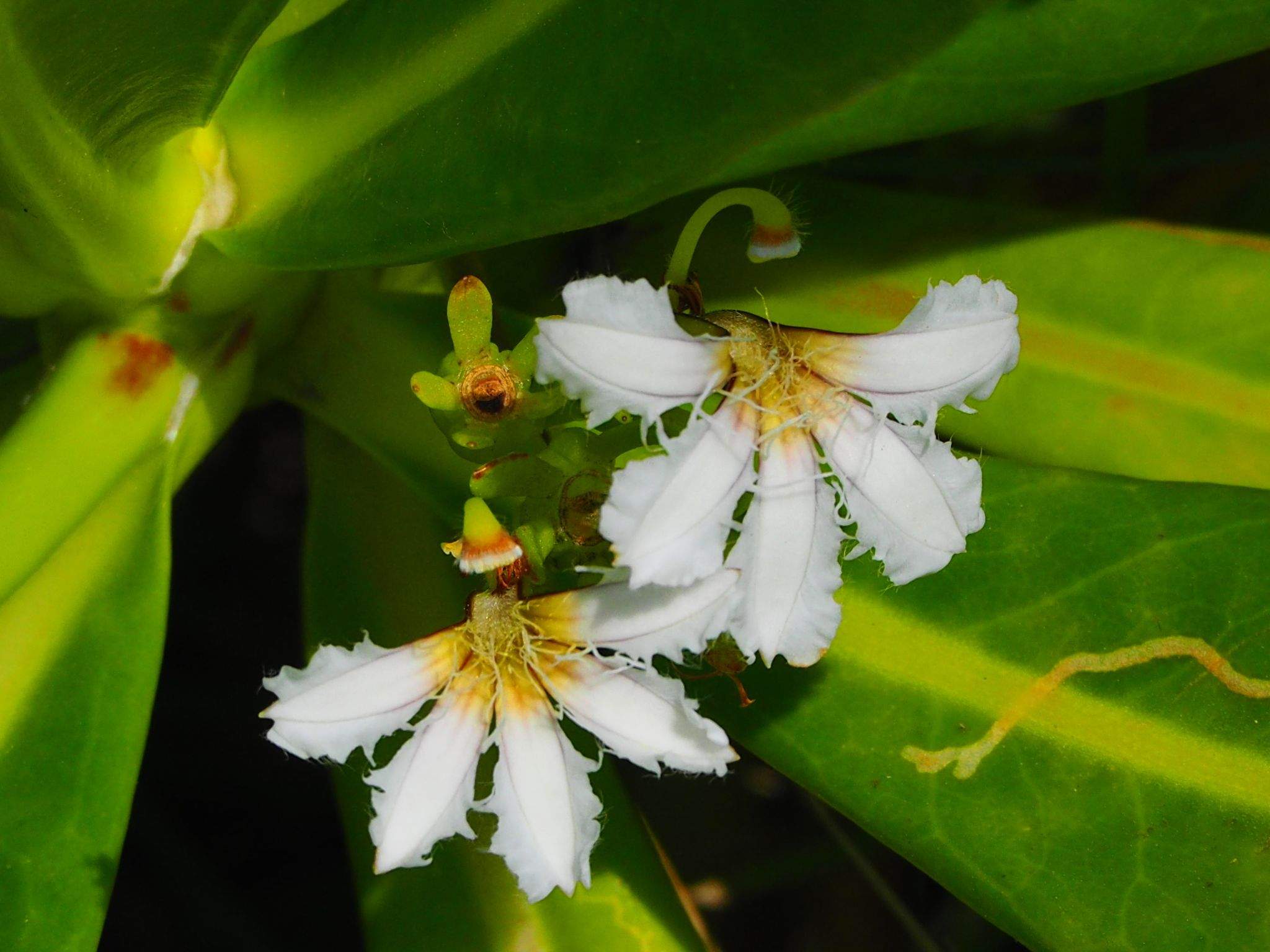 Scaevola taccada