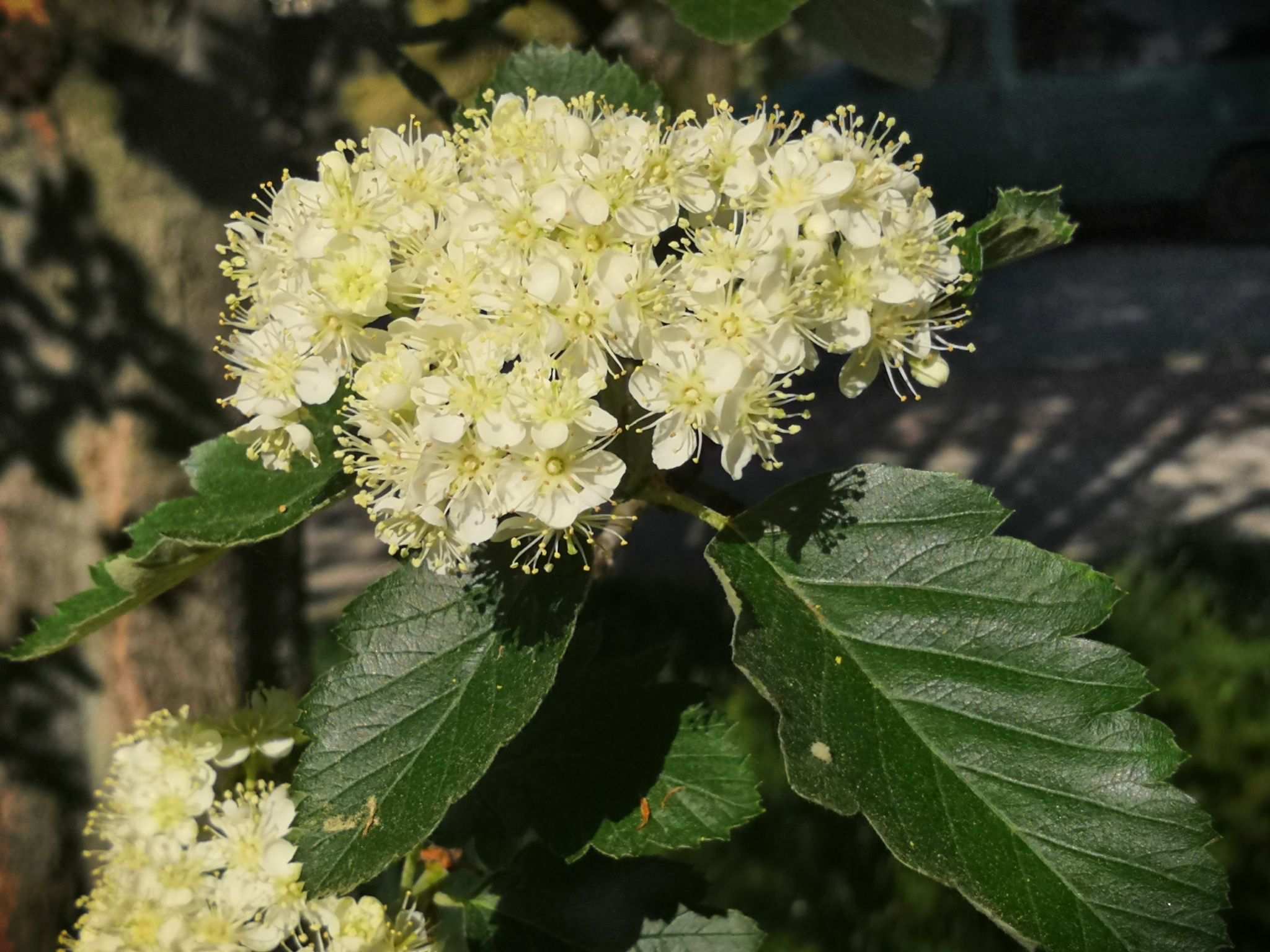 Scandosorbus intermedia