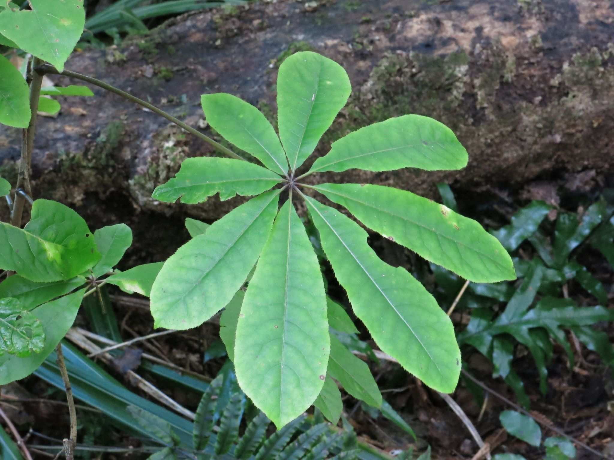 Schefflera digitata