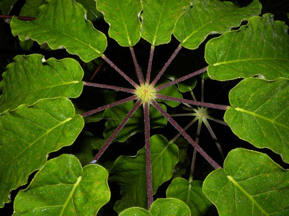 Schefflera sp.