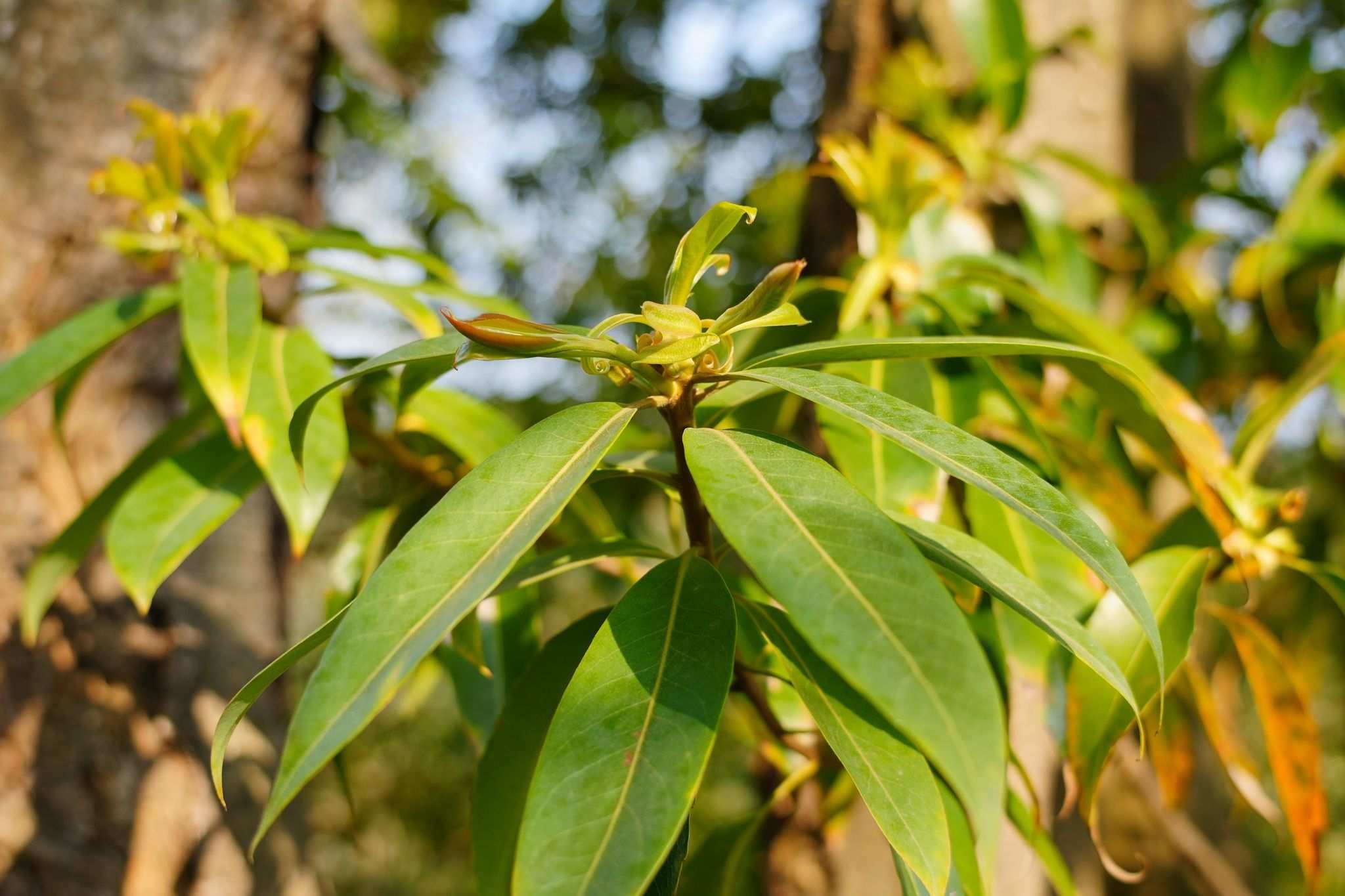 Schima argentea