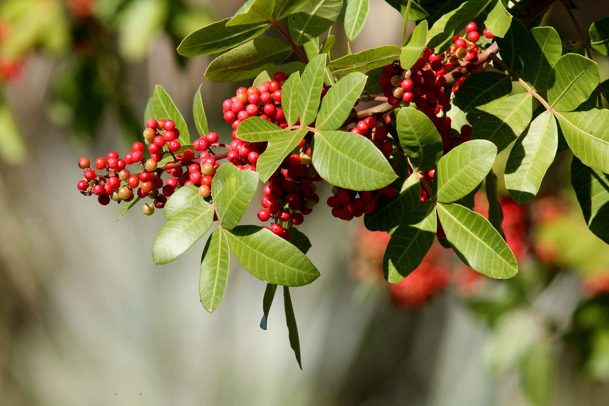 Schinus terebinthifolia