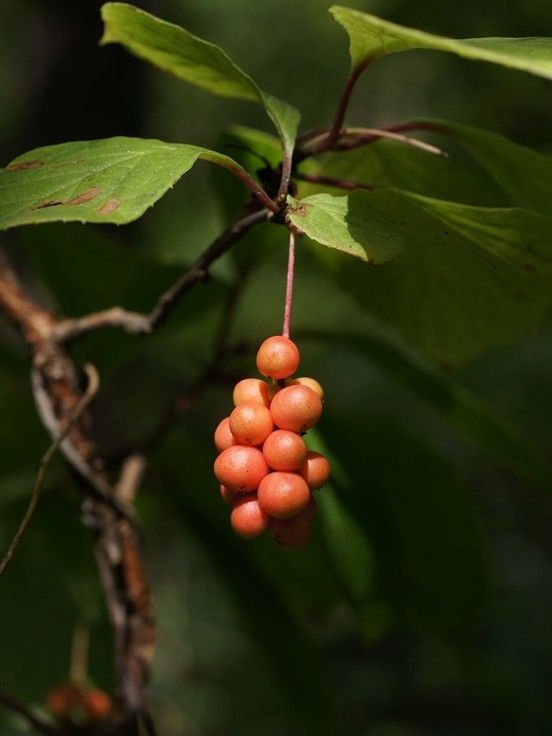 Schisandra chinensis