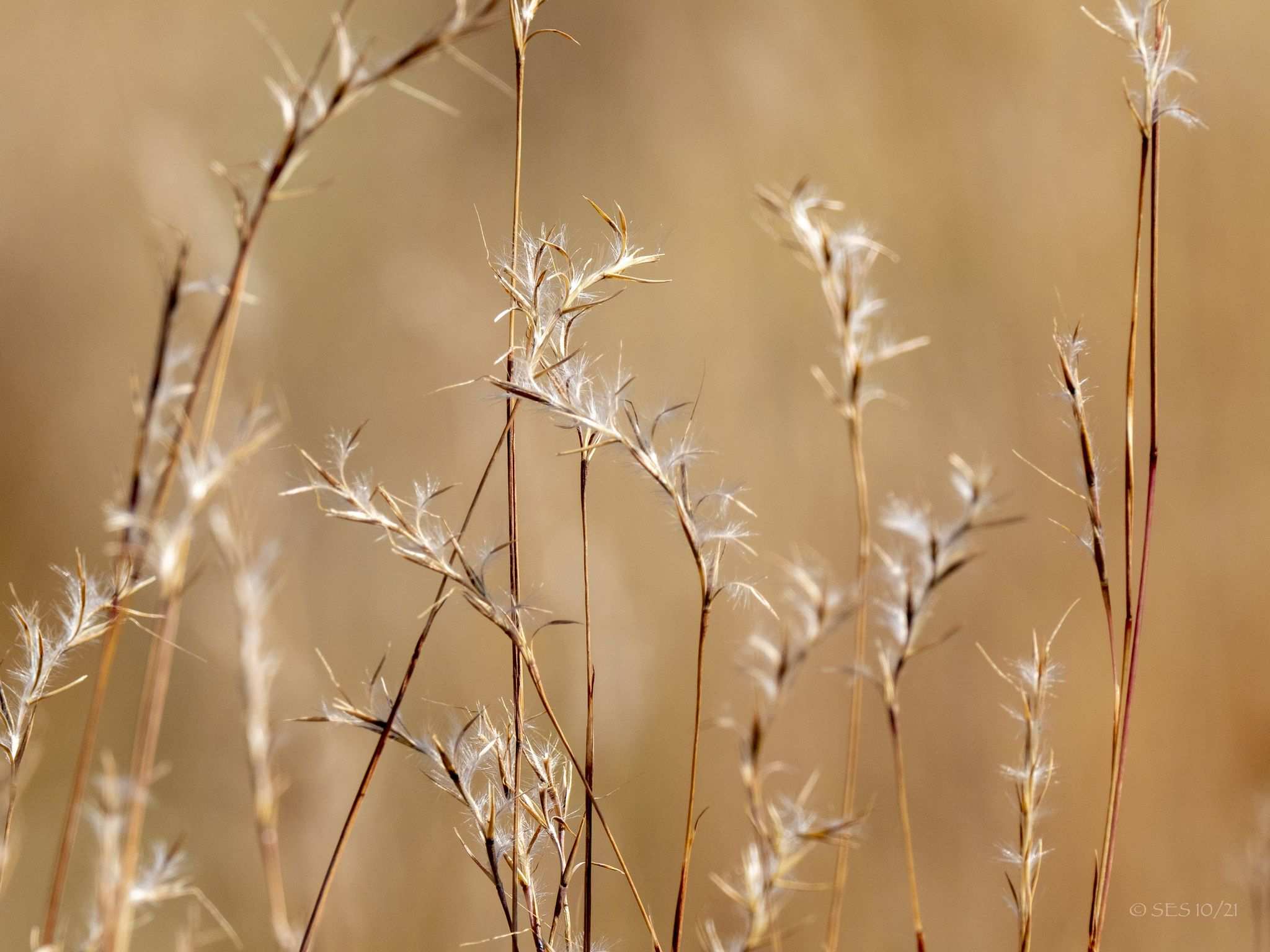 Schizachyrium scoparium
