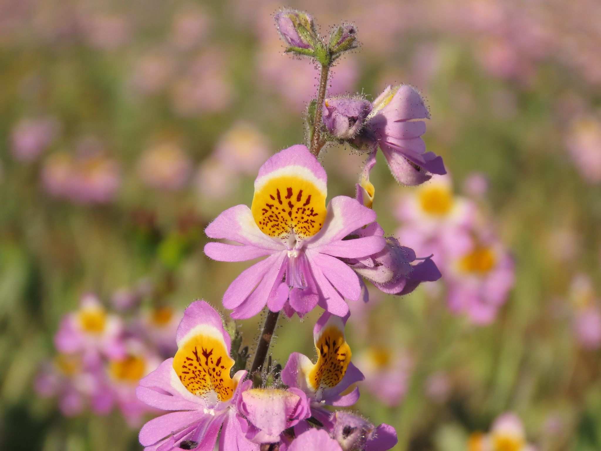 Schizanthus sp.