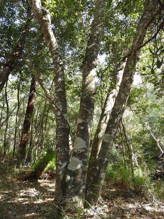 Schizomeria ovata