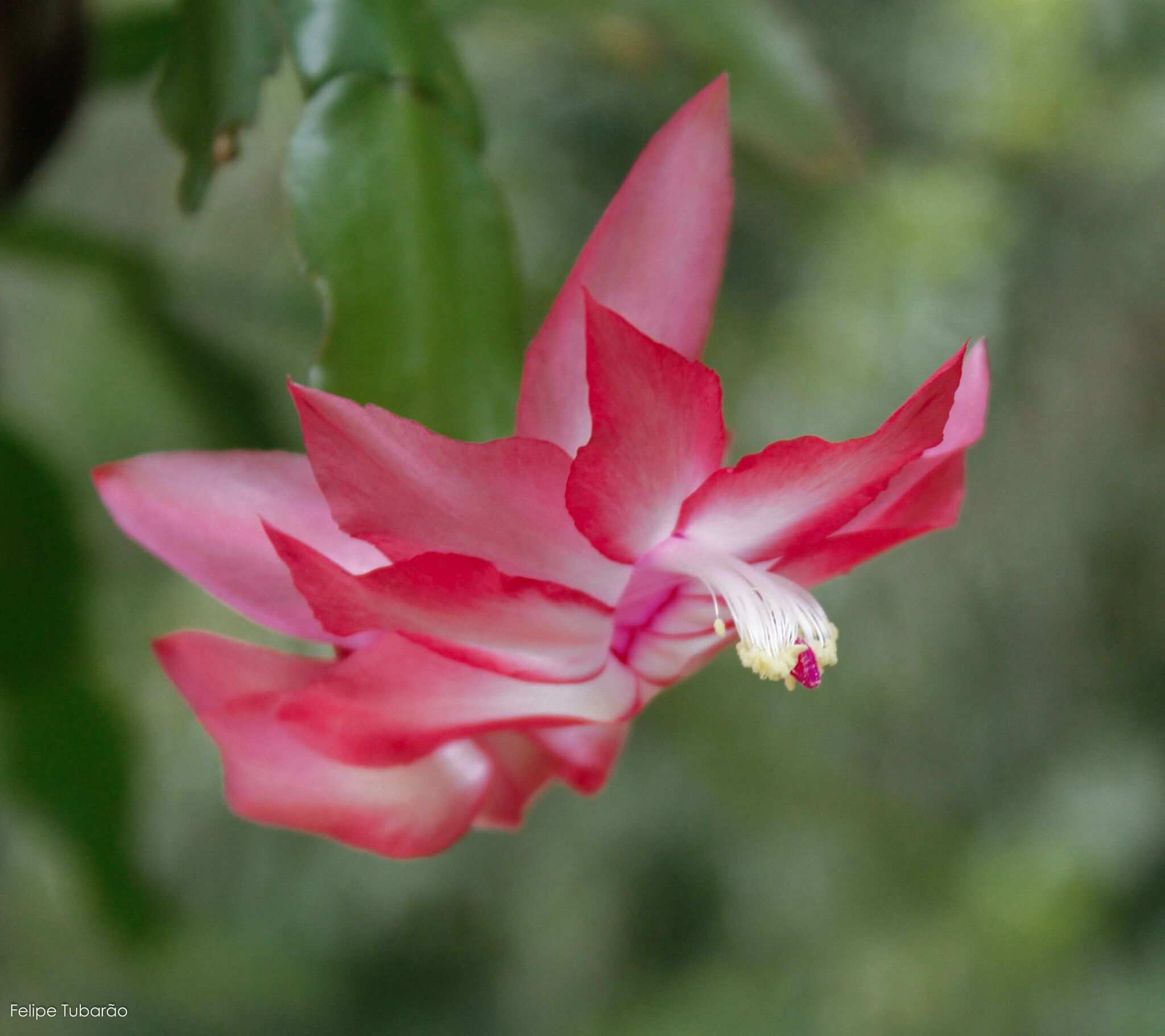 Schlumbergera