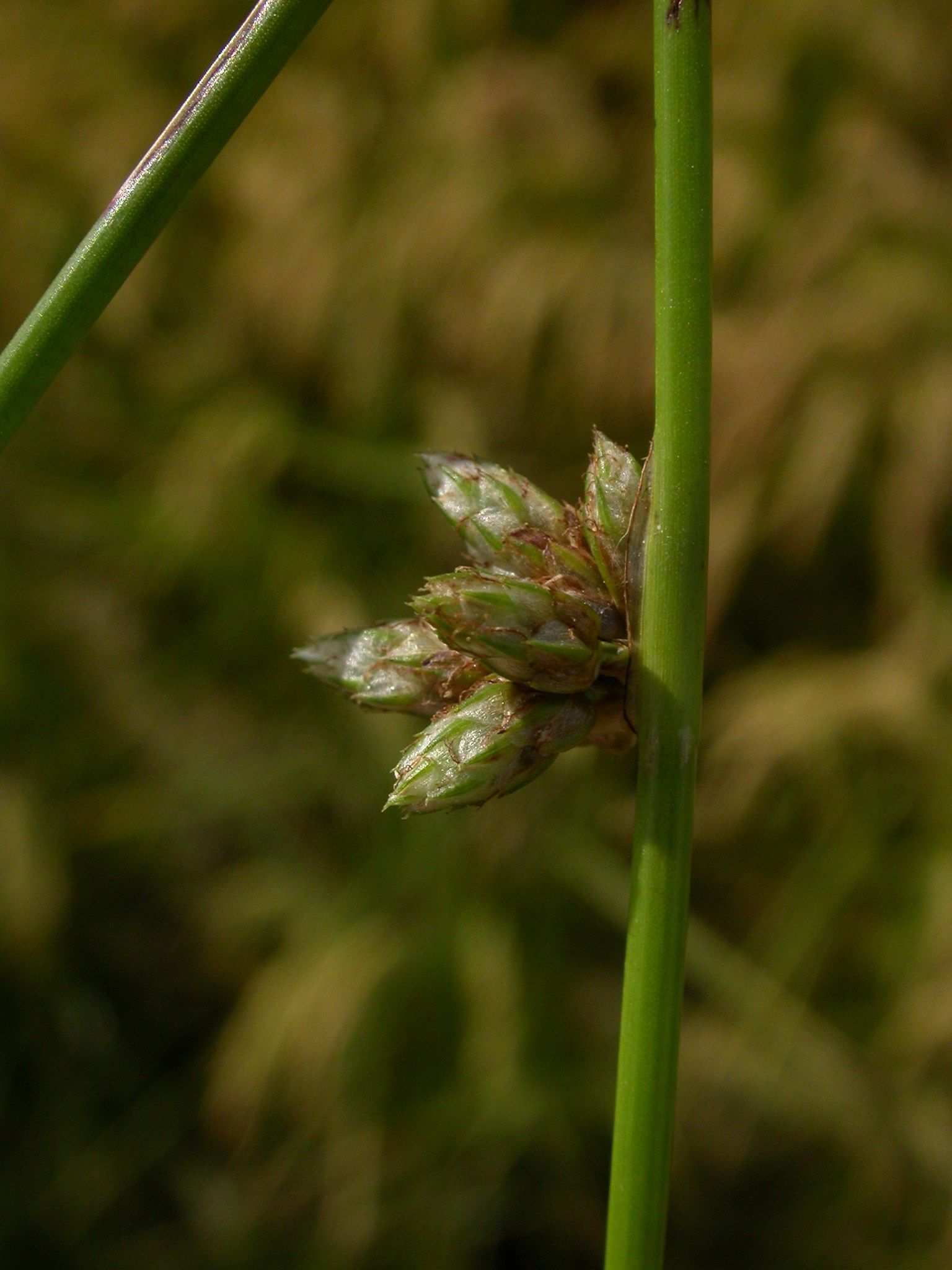 Schoenoplectiella supina