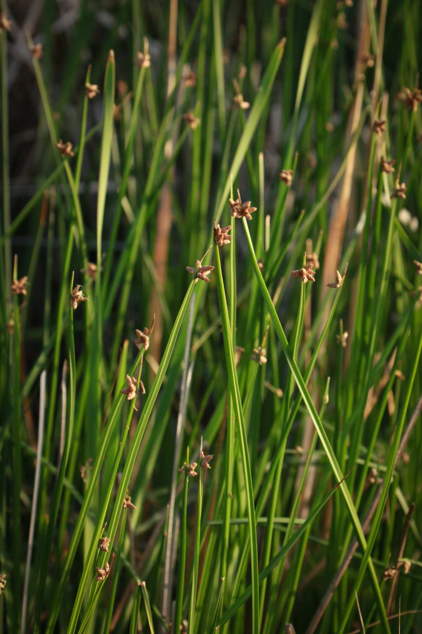Schoenoplectus americanus