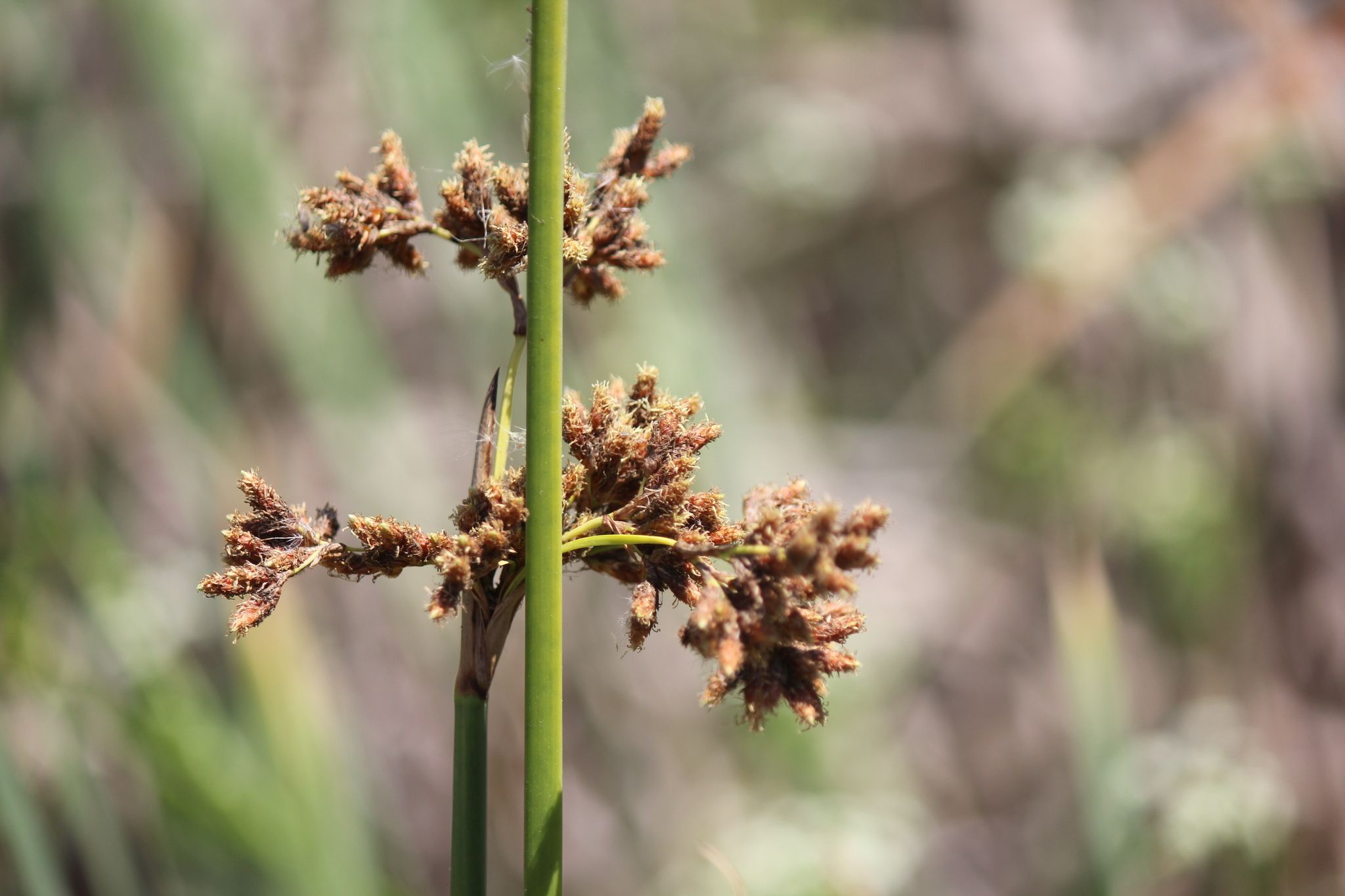 Schoenoplectus californicus
