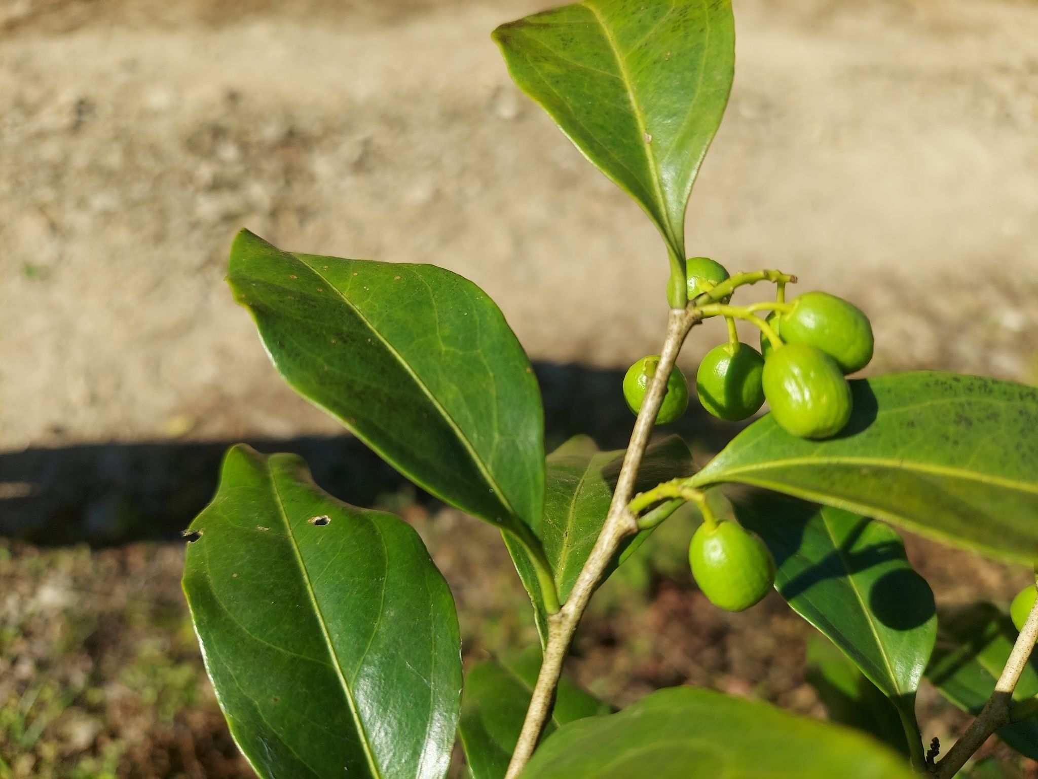 Schoepfia fragrans