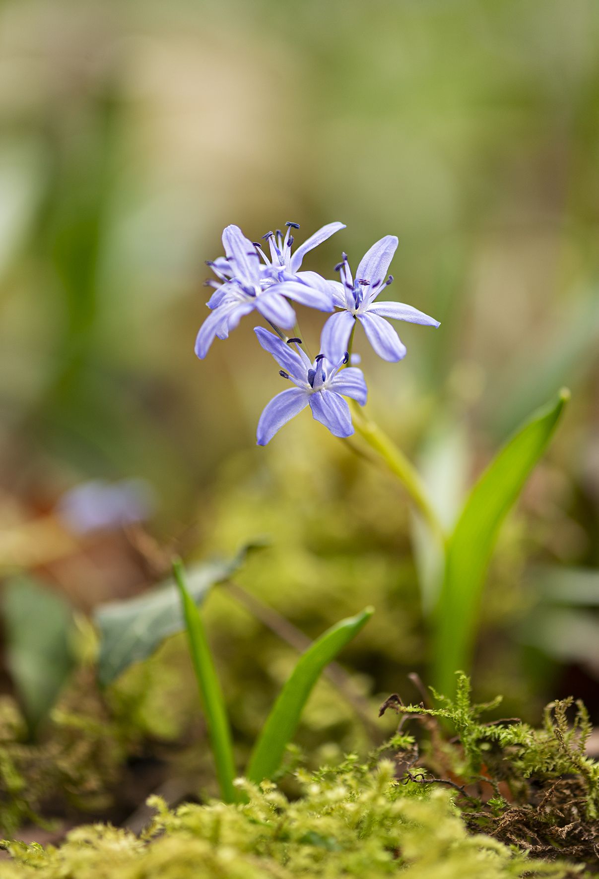 Scilla bifolia