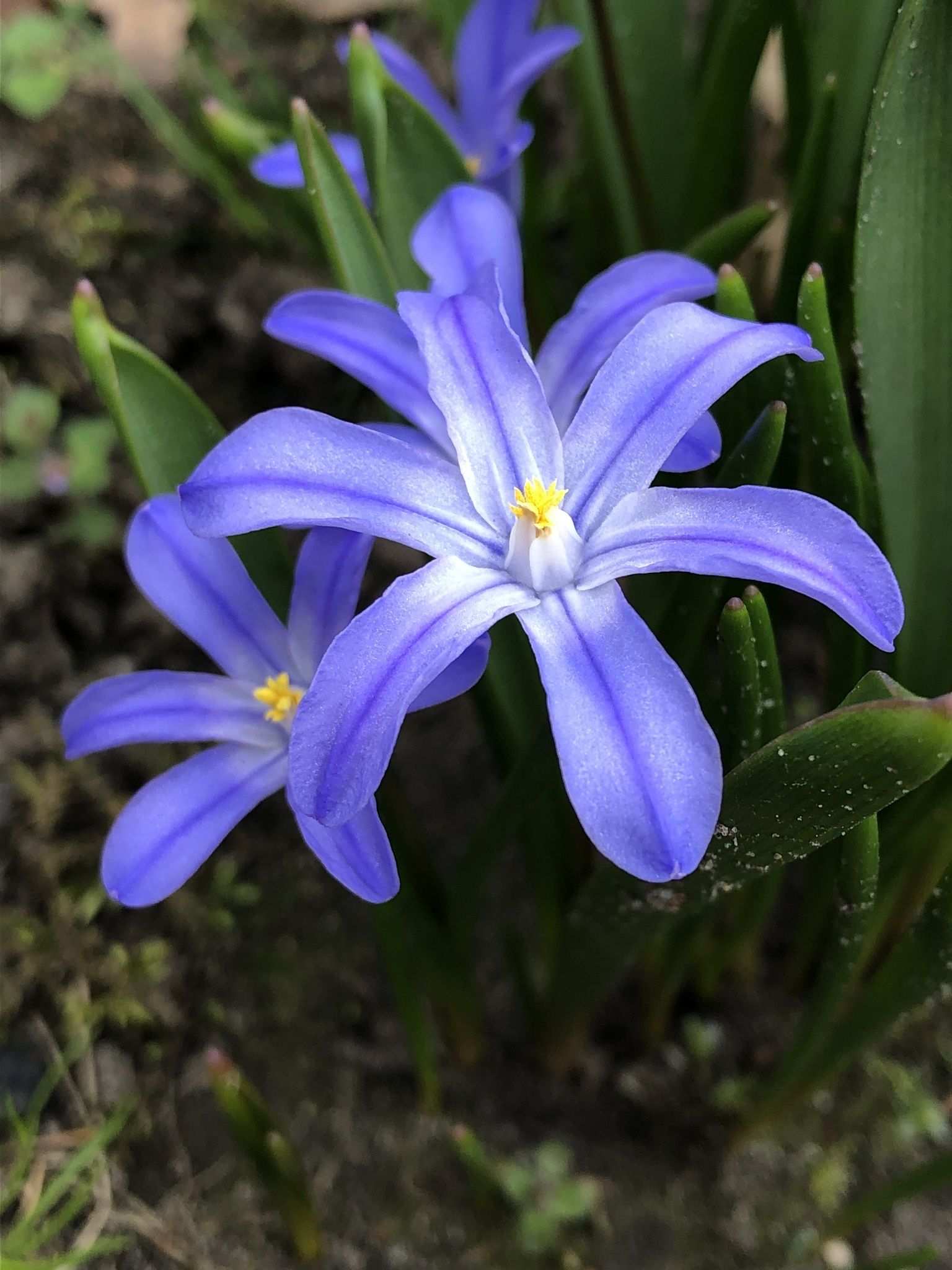 Scilla luciliae