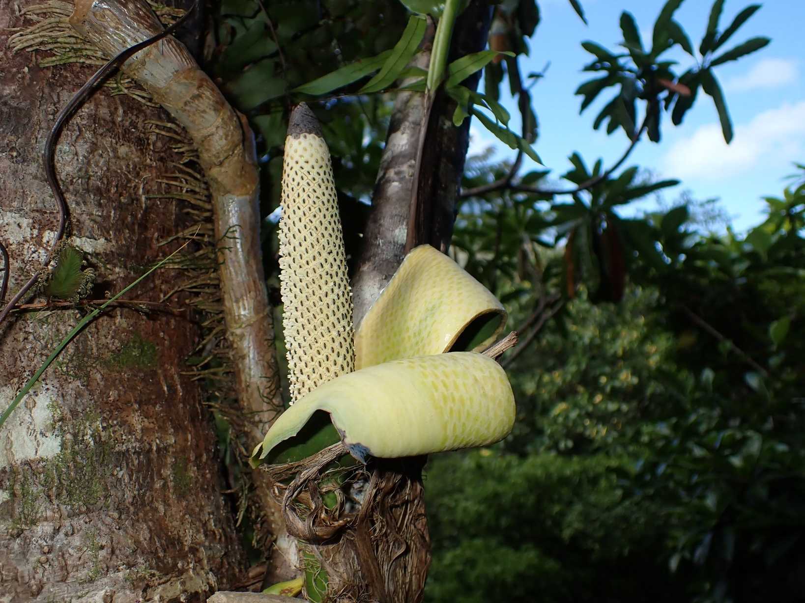 Scindapsus