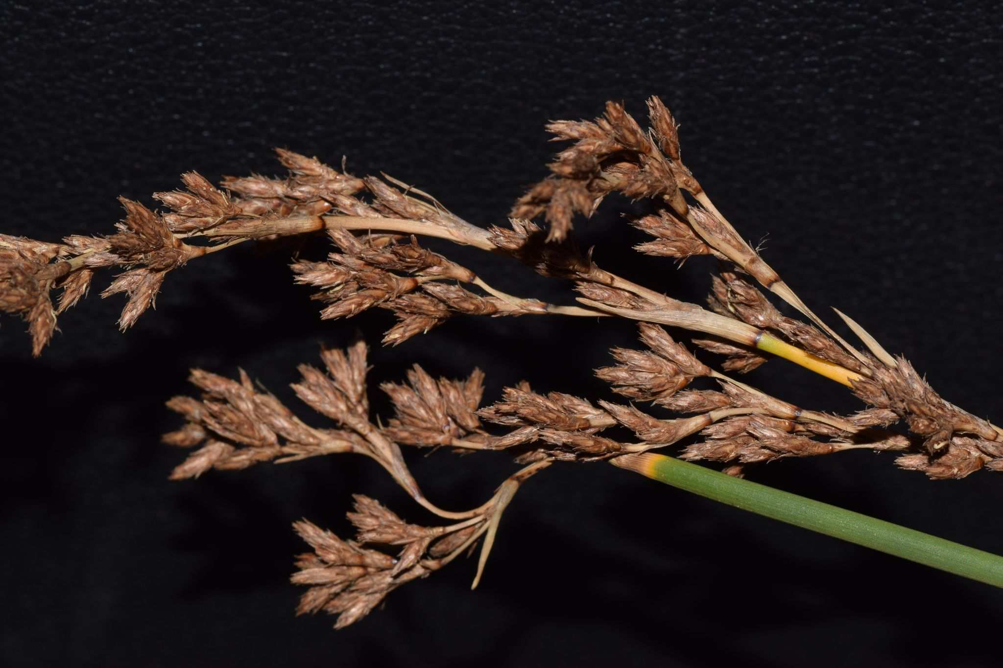 Scirpus sp.