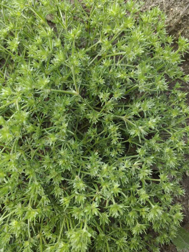 Scleranthus annuus