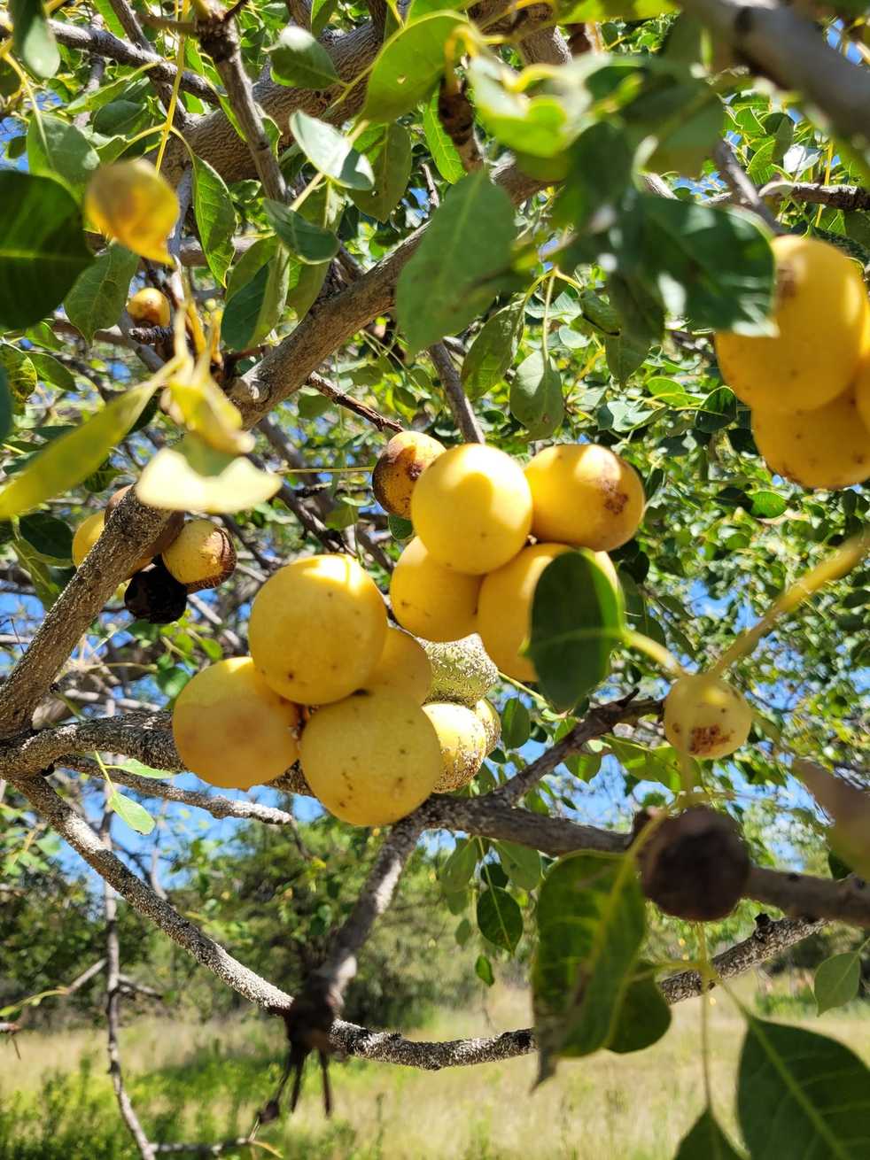 Sclerocarya birrea