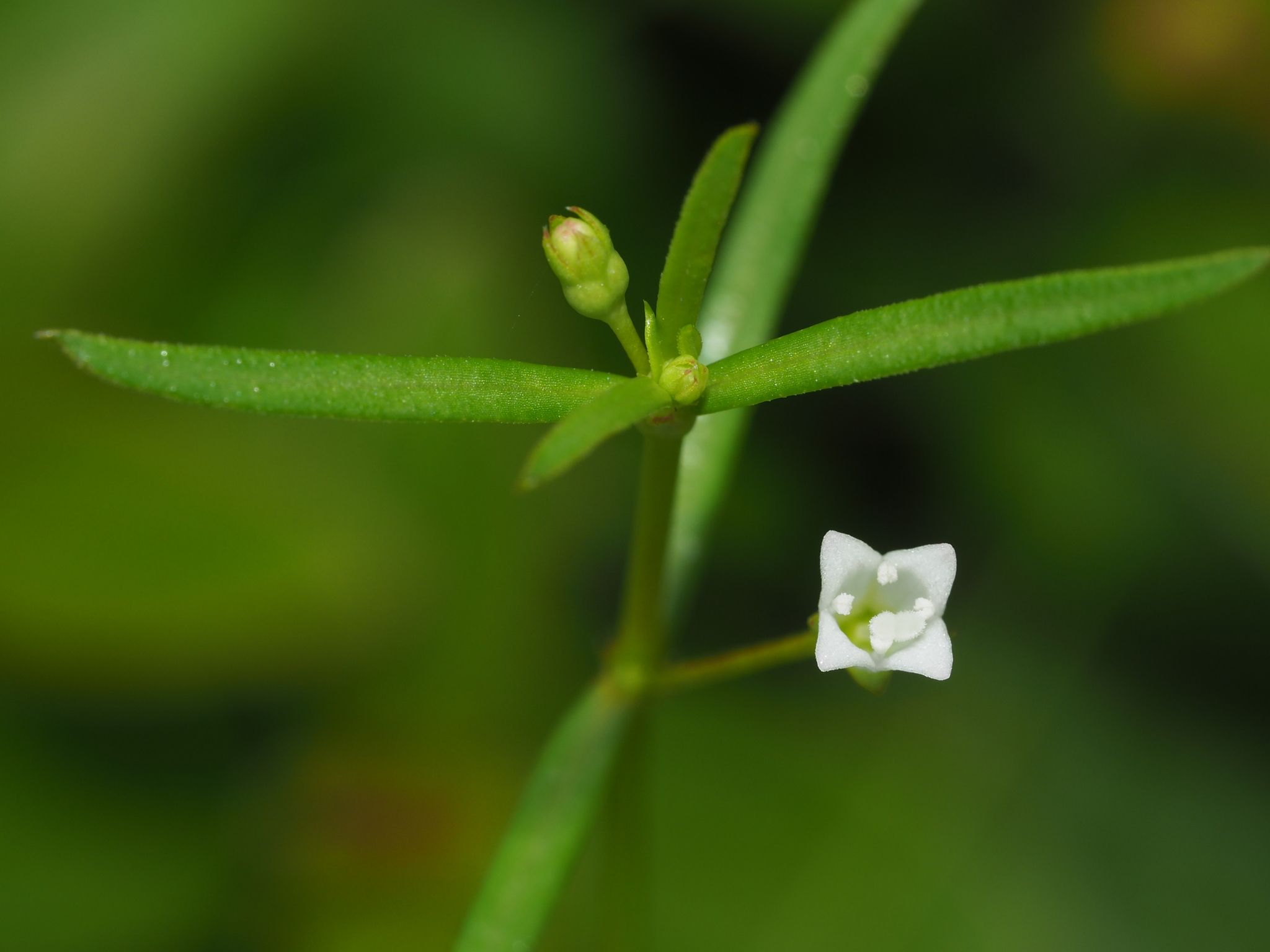Scleromitrion diffusum