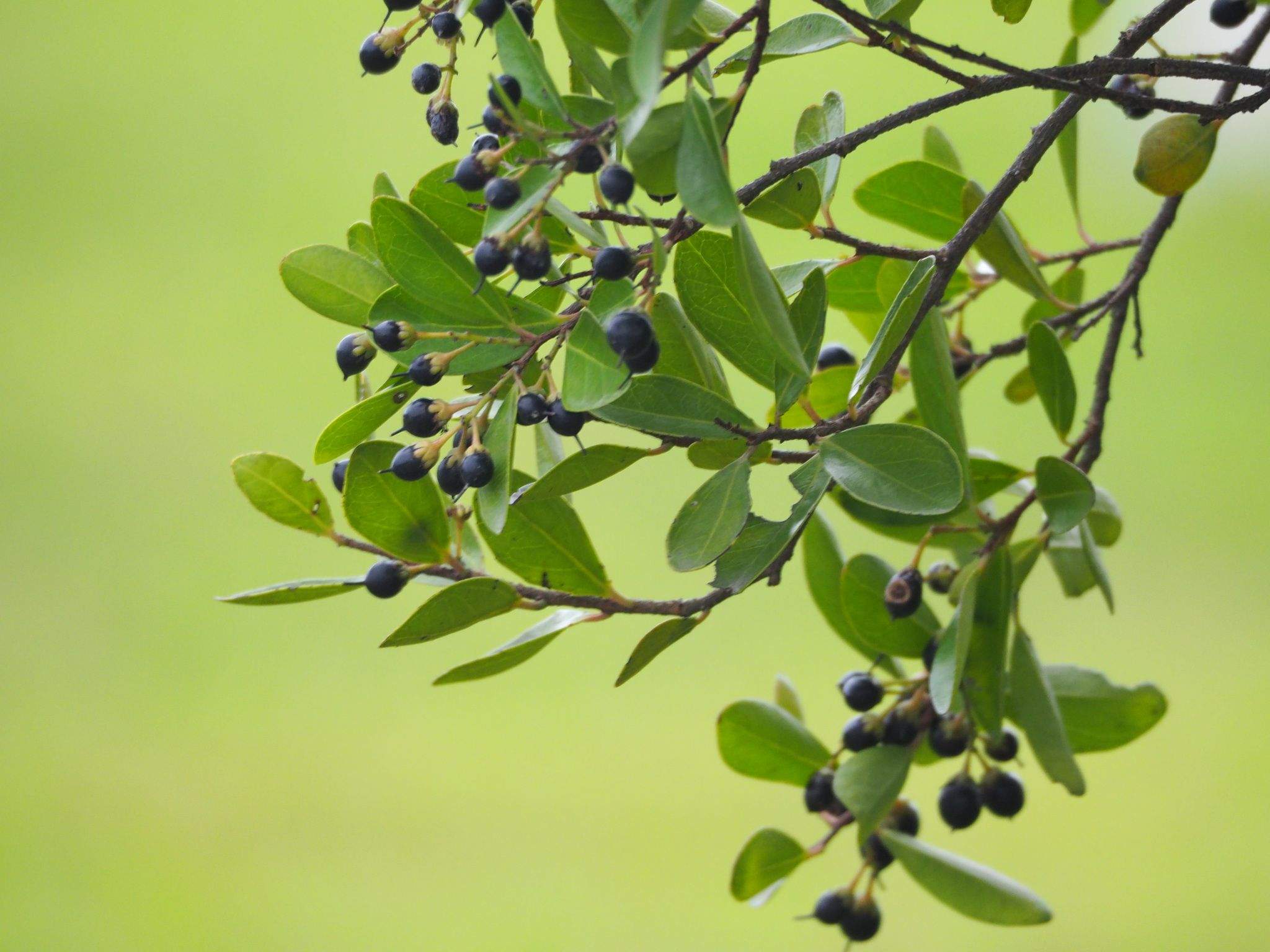 Scolopia oldhamii