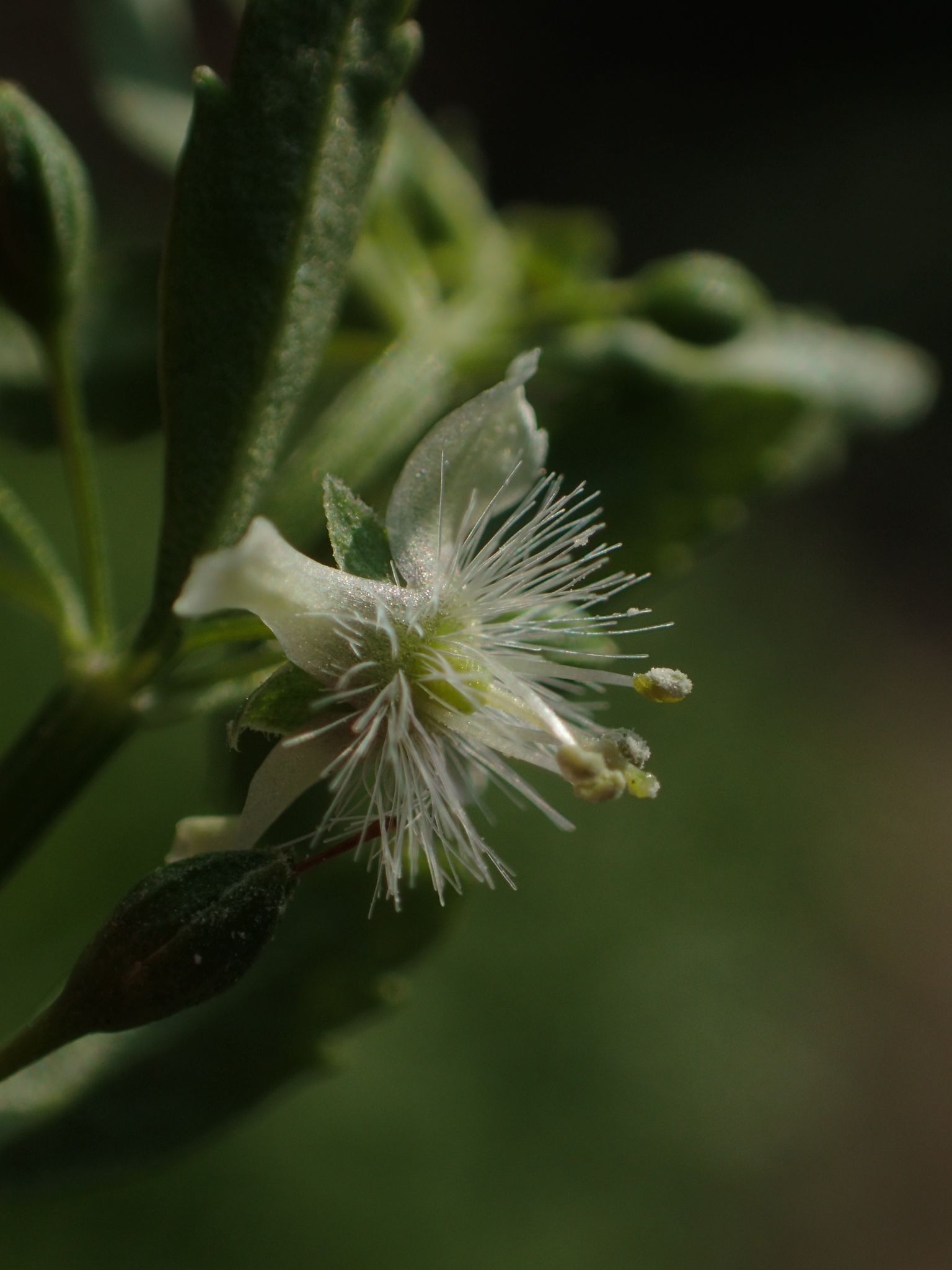 Scoparia dulcis