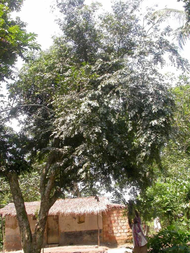 Scorodophloeus zenkeri