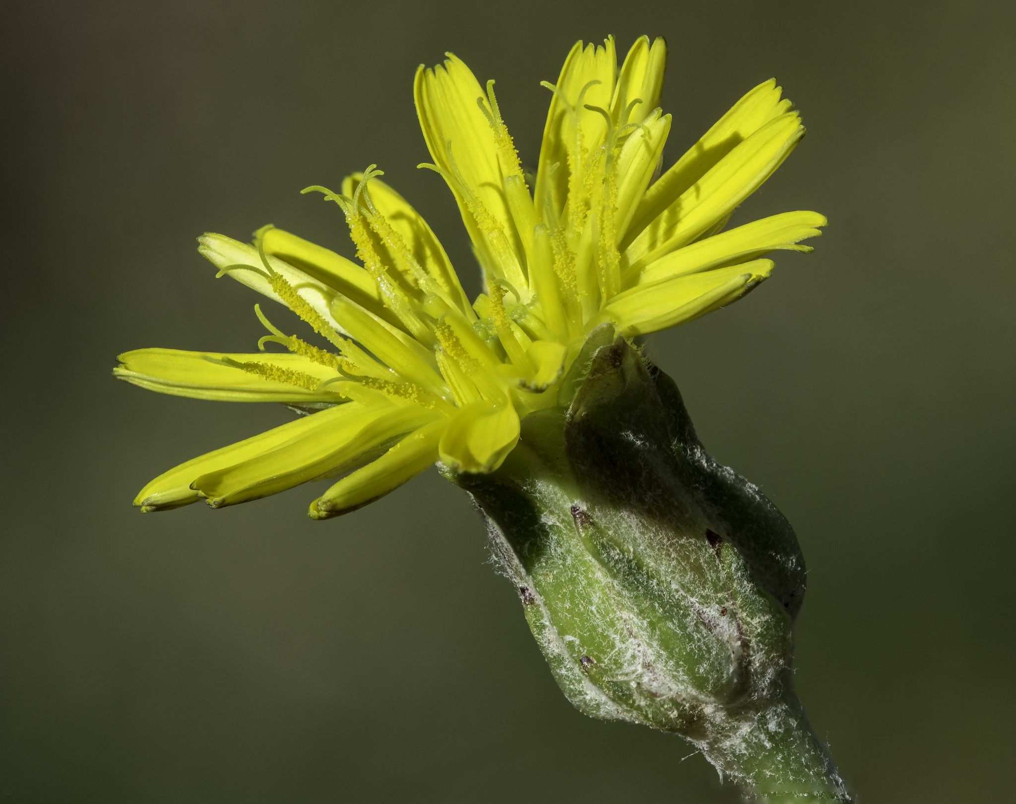 Scorzonera laciniata