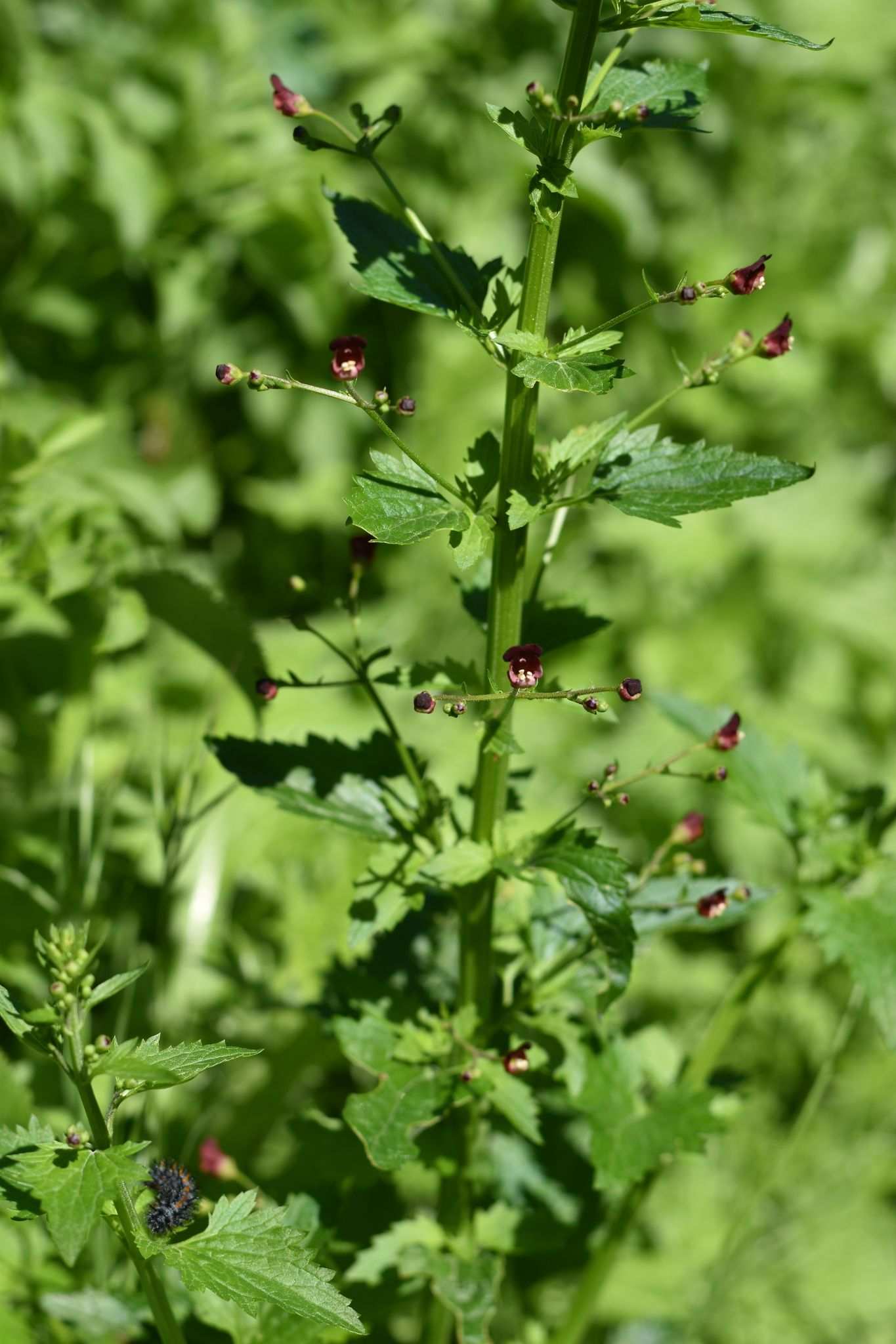 Scrophularia californica