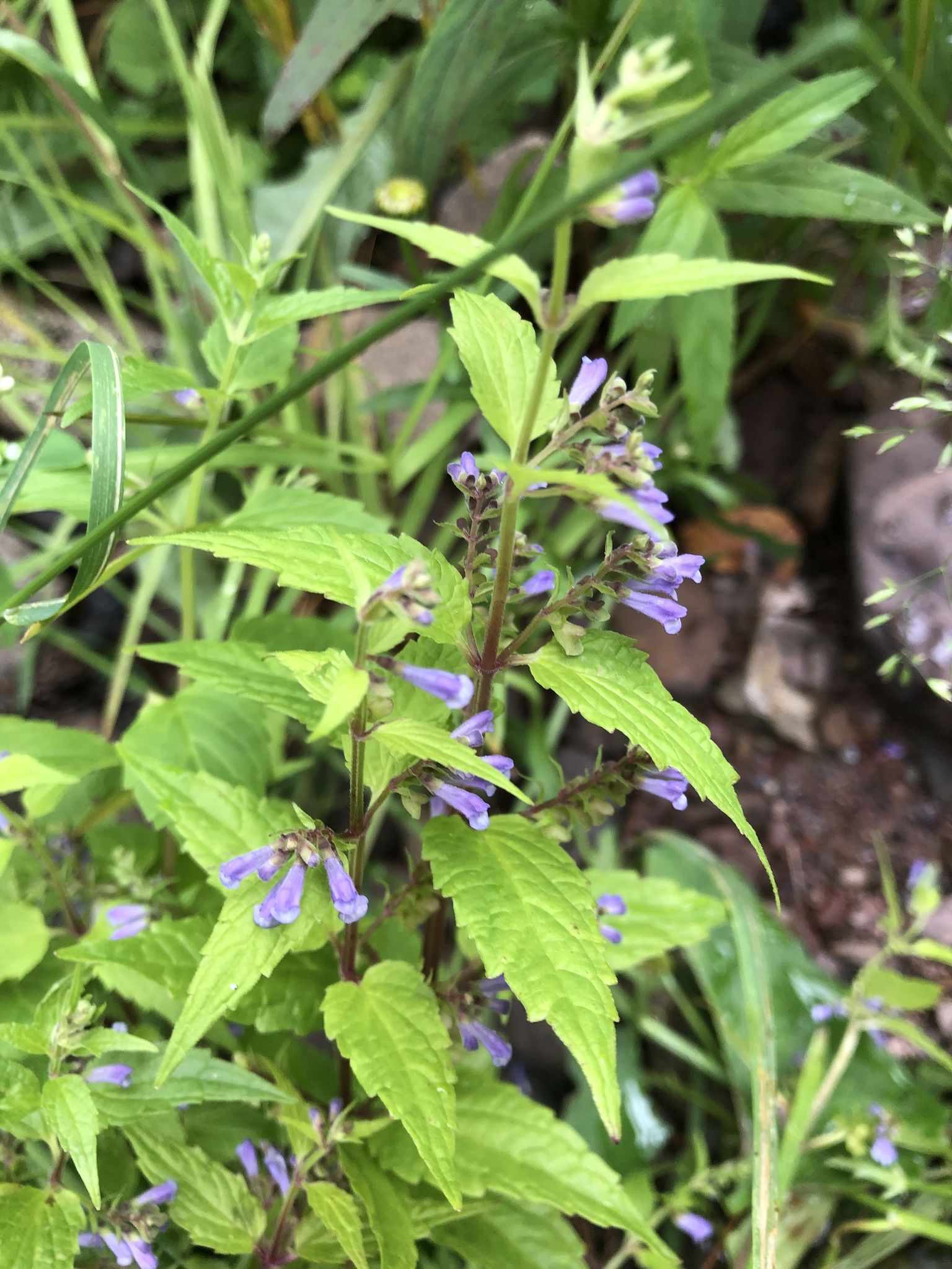 Scutellaria lateriflora