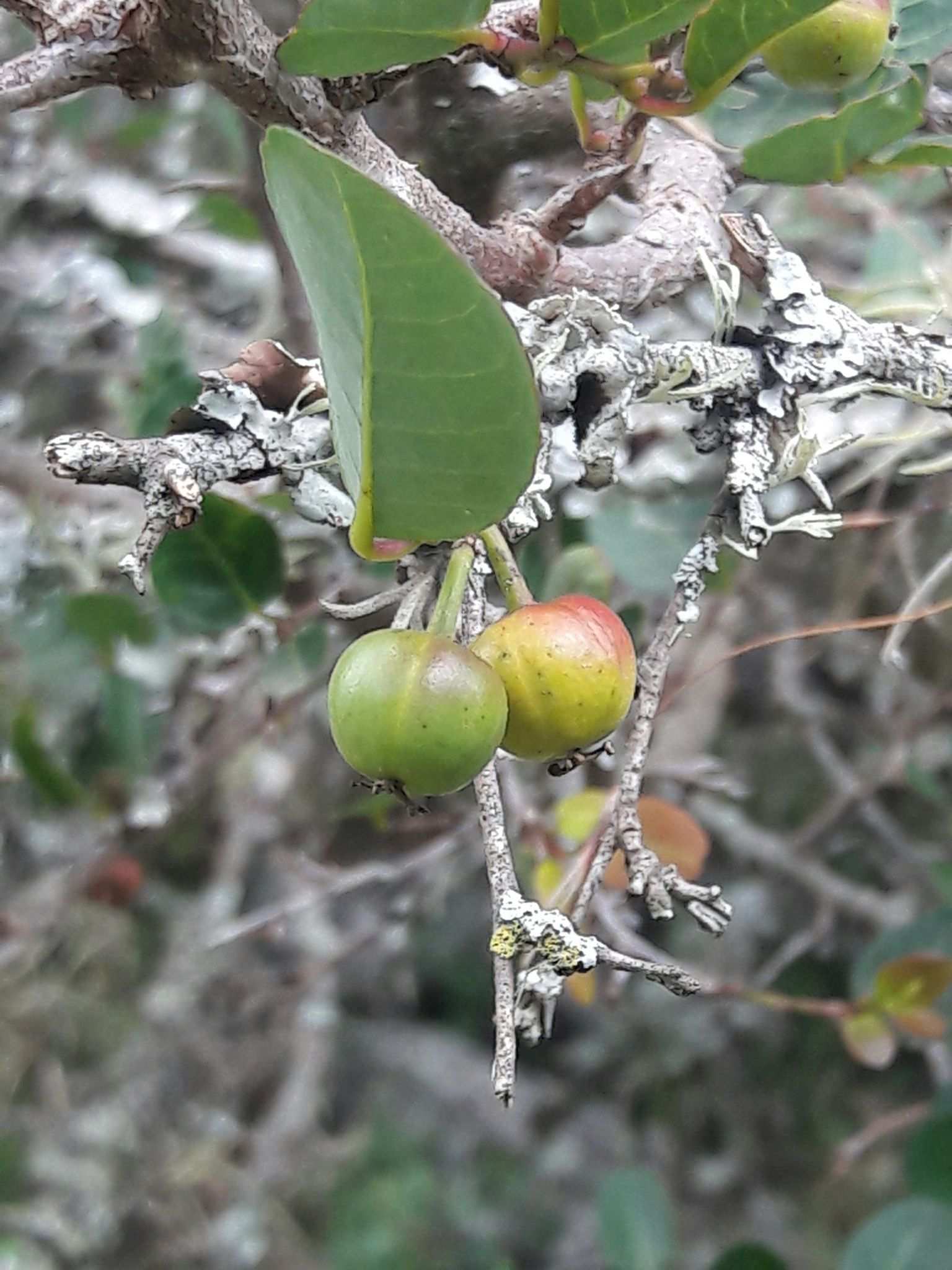 Sebastiania commersoniana