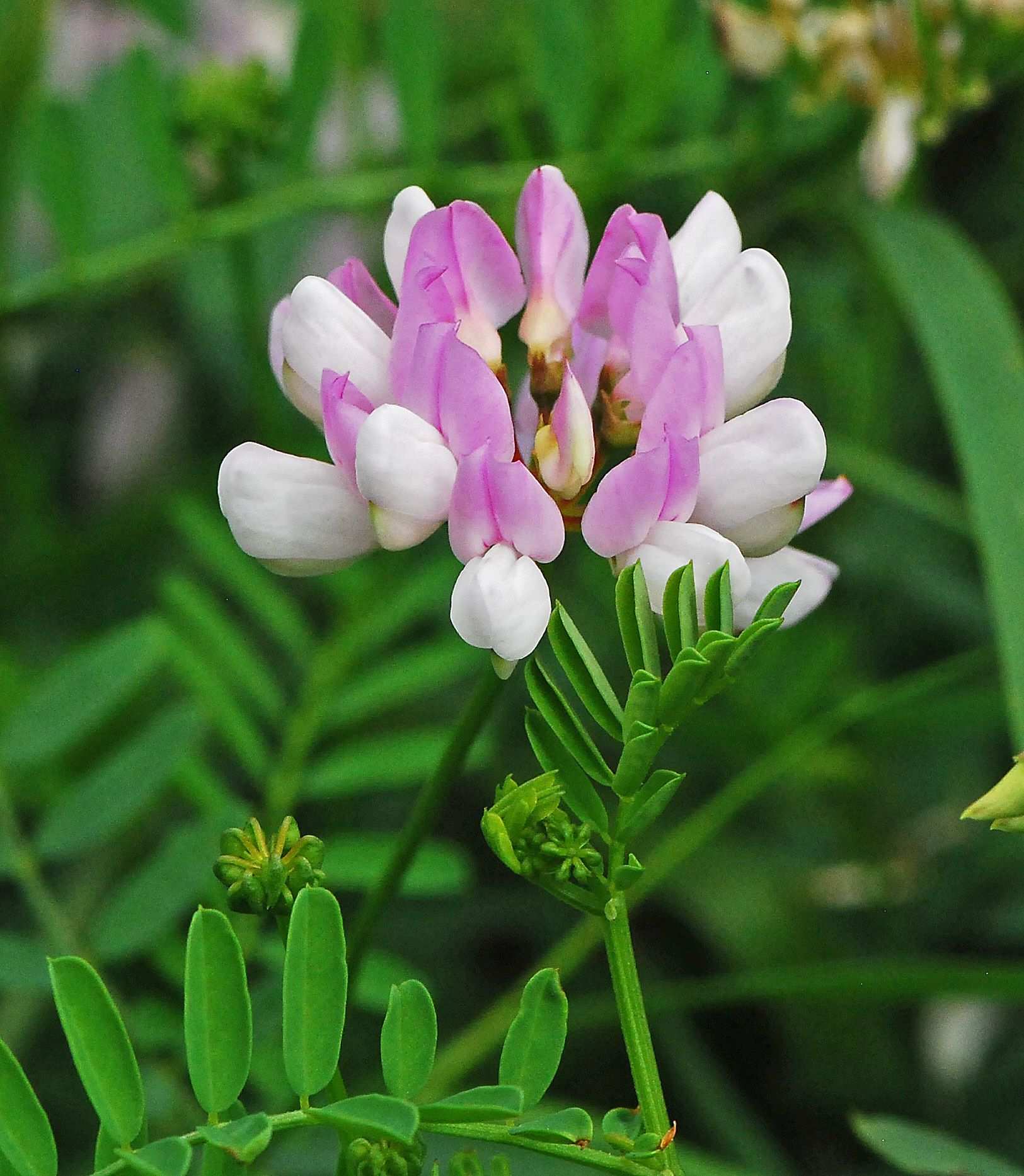 Securigera varia