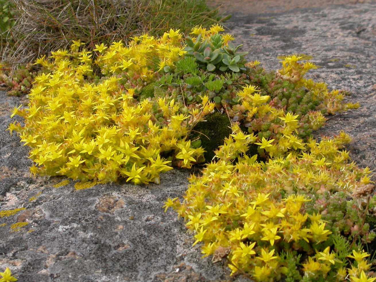 Sedum