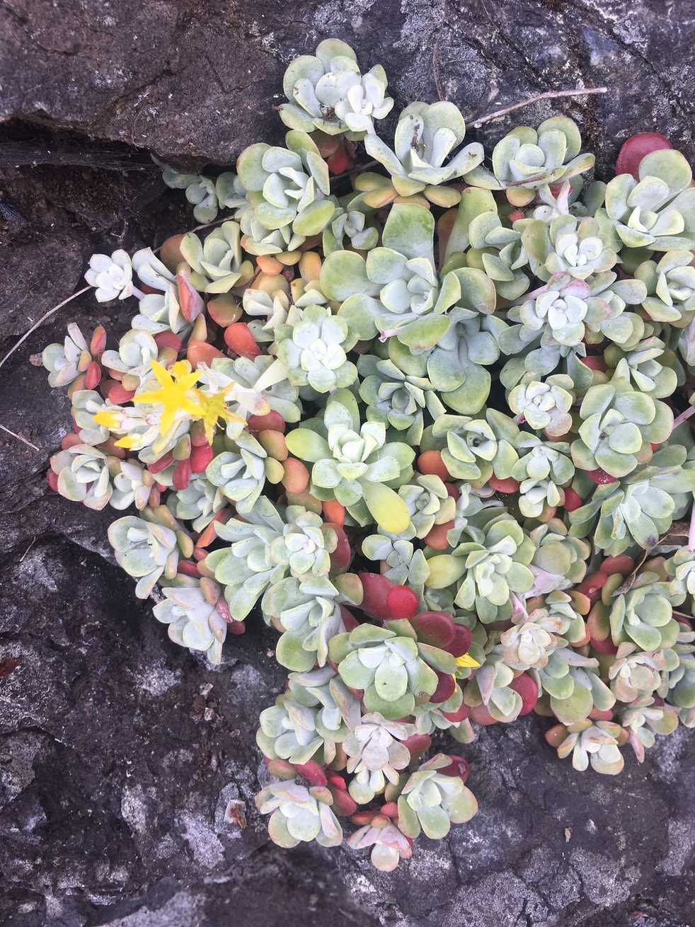 Sedum sp.