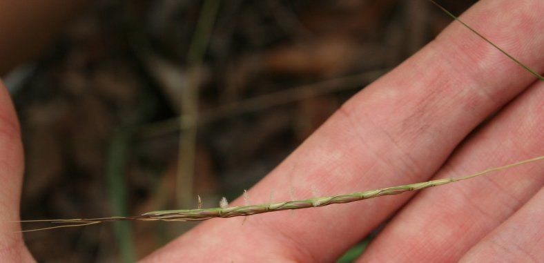 Sehima nervosum